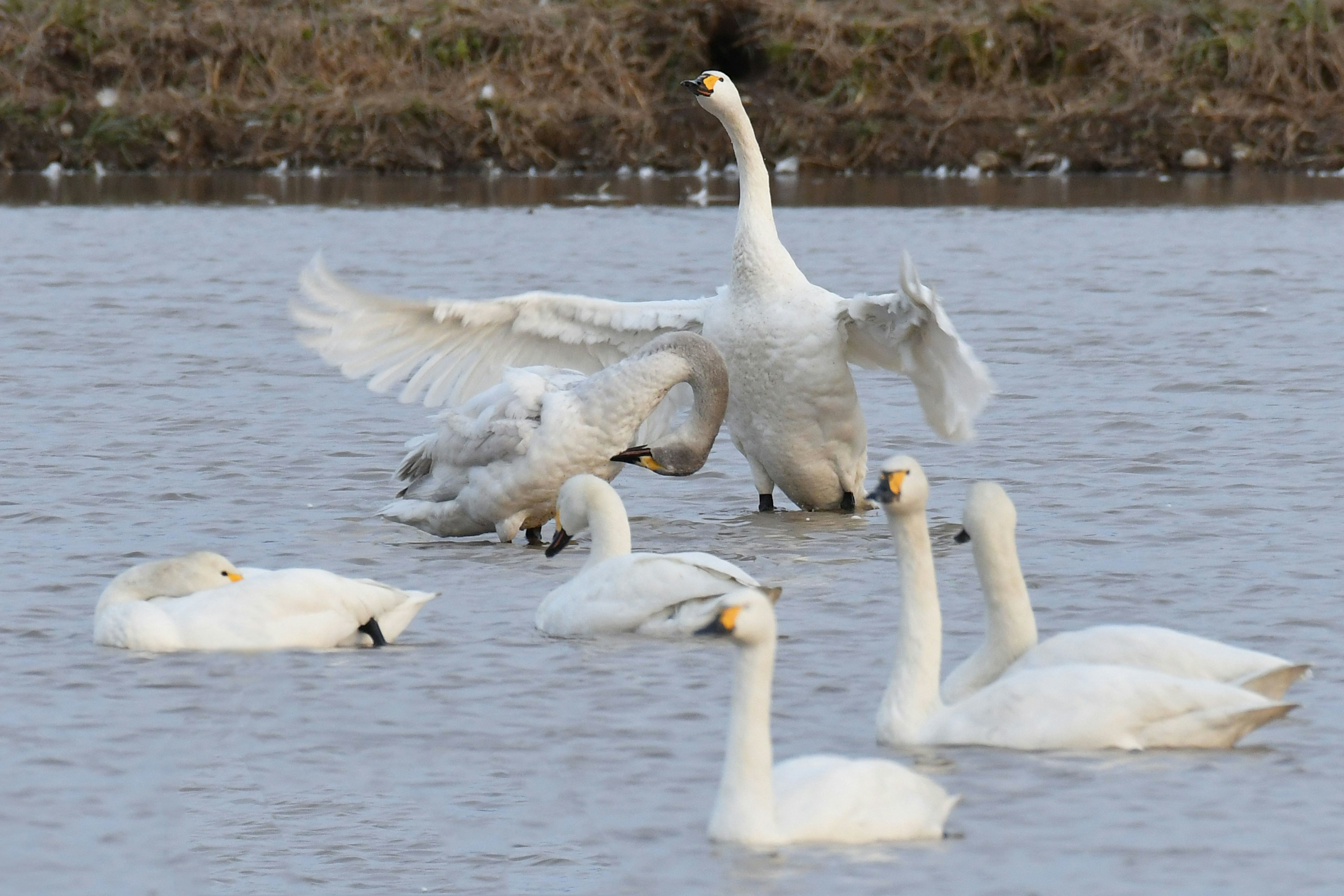 Un grupo de cisnes en el agua un cisne extendiendo sus alas