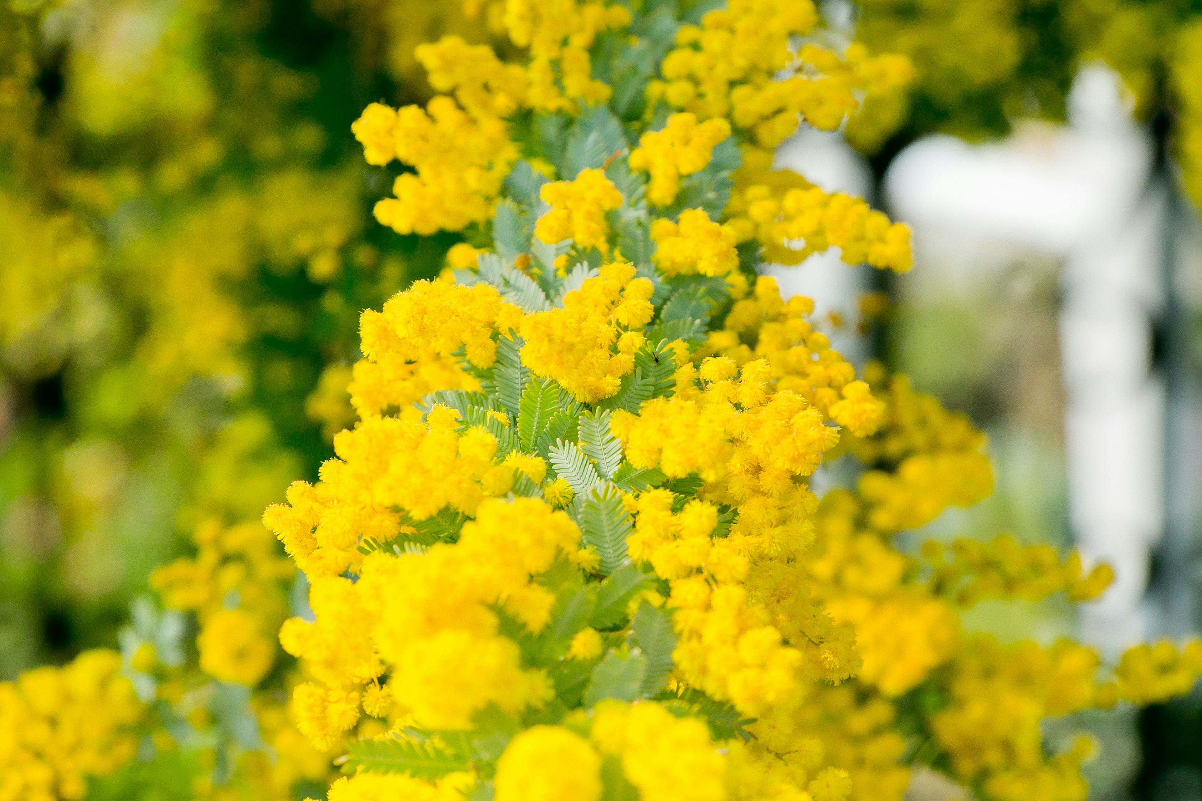 Close-up tanaman dengan bunga kuning cerah