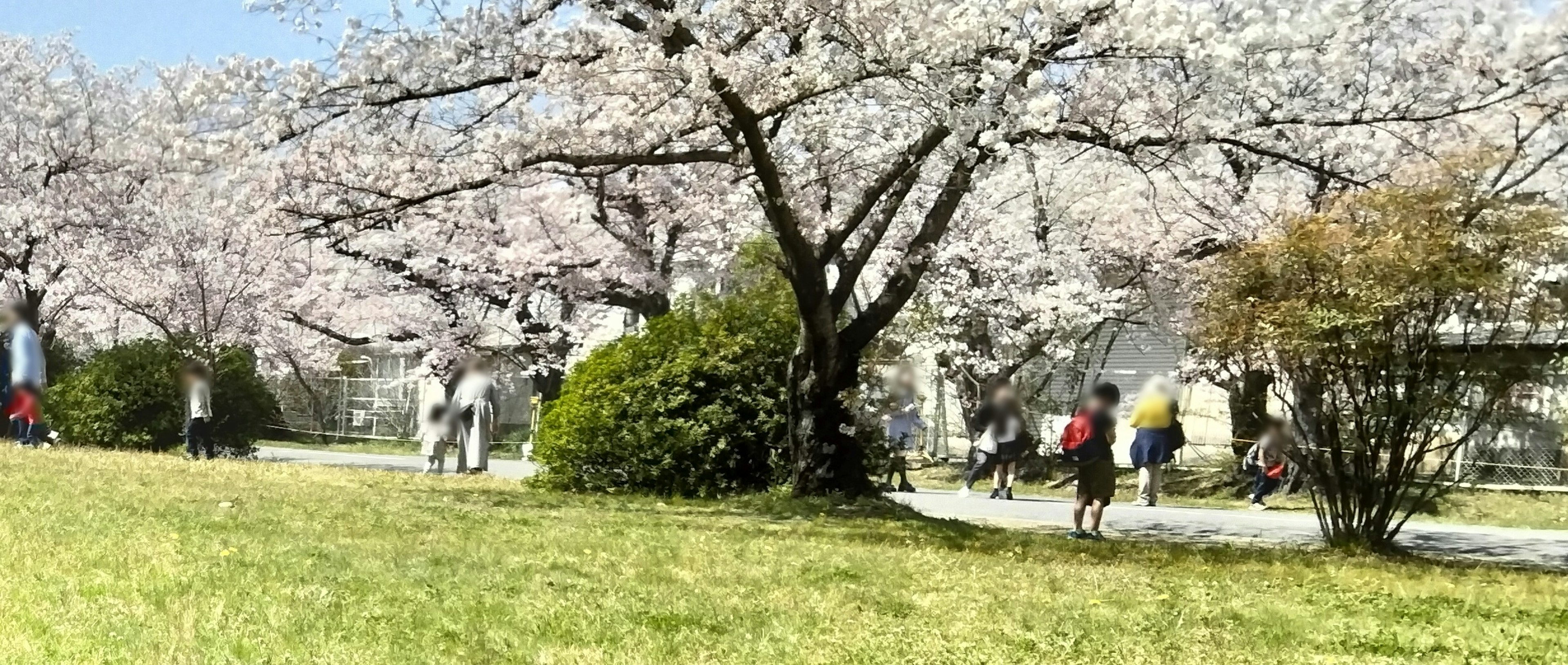 Scene of people walking under cherry blossom trees