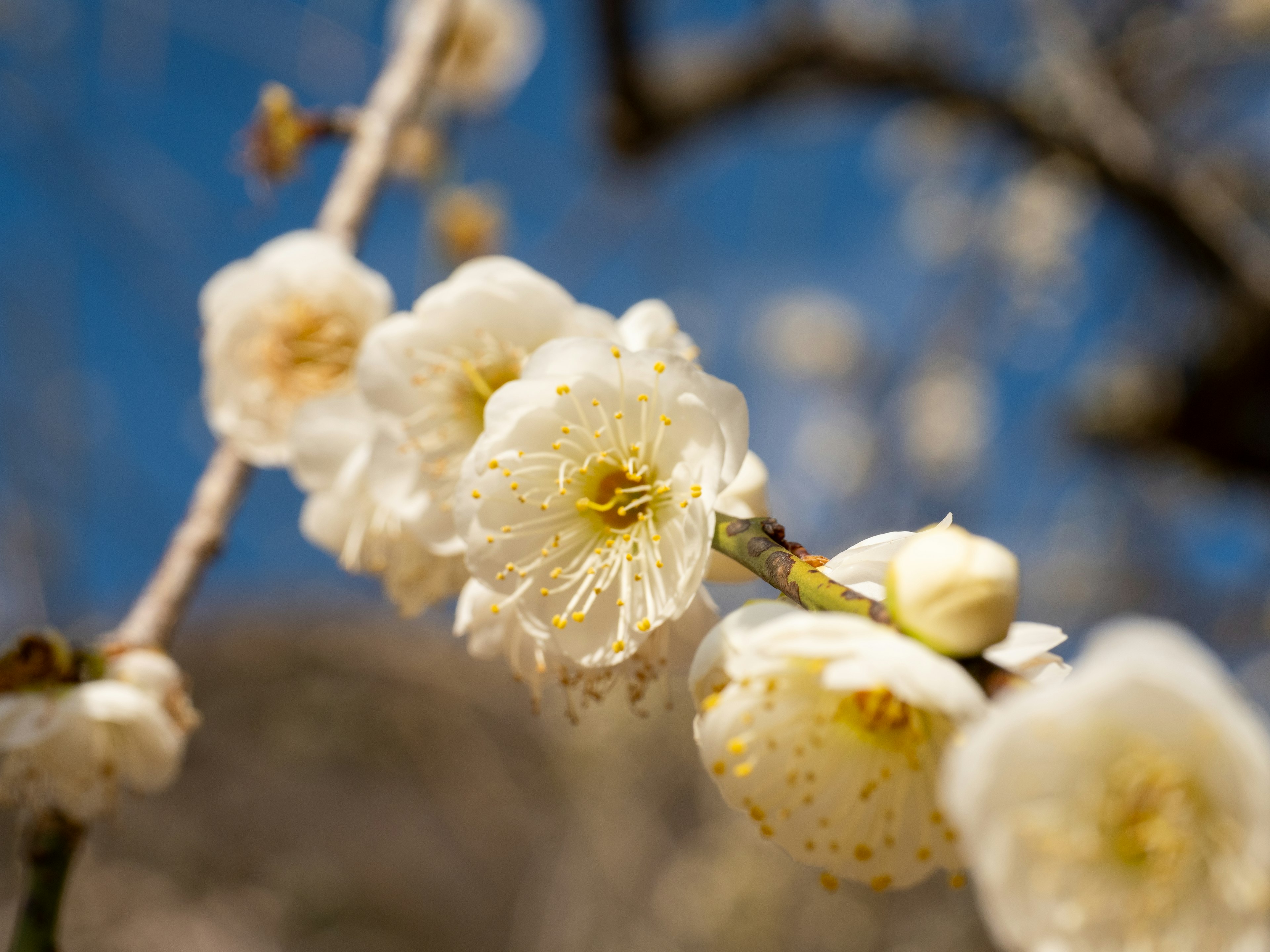 Fiori di prugno bianchi che fioriscono contro un cielo blu