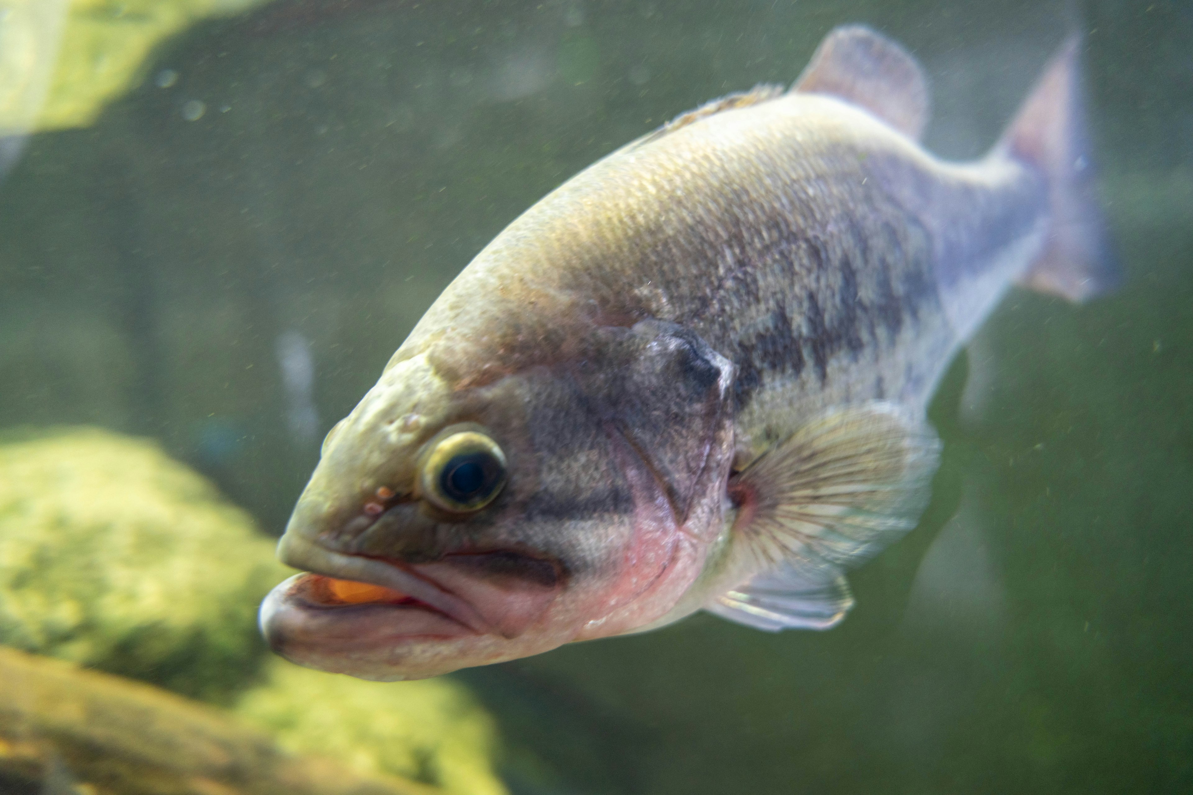 Gambar close-up ikan bass yang berenang di bawah air