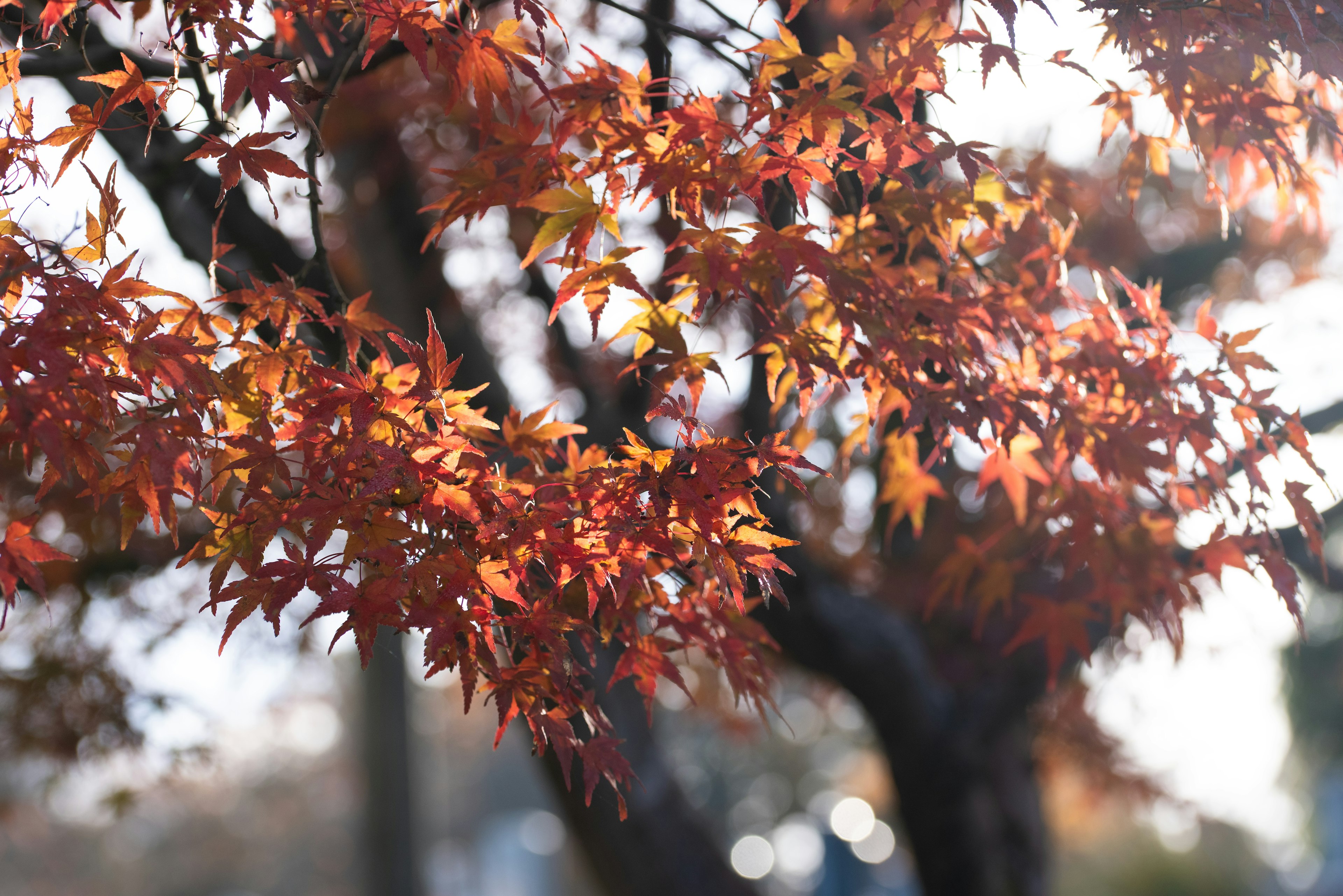 Autumn maple leaves illuminated by sunlight