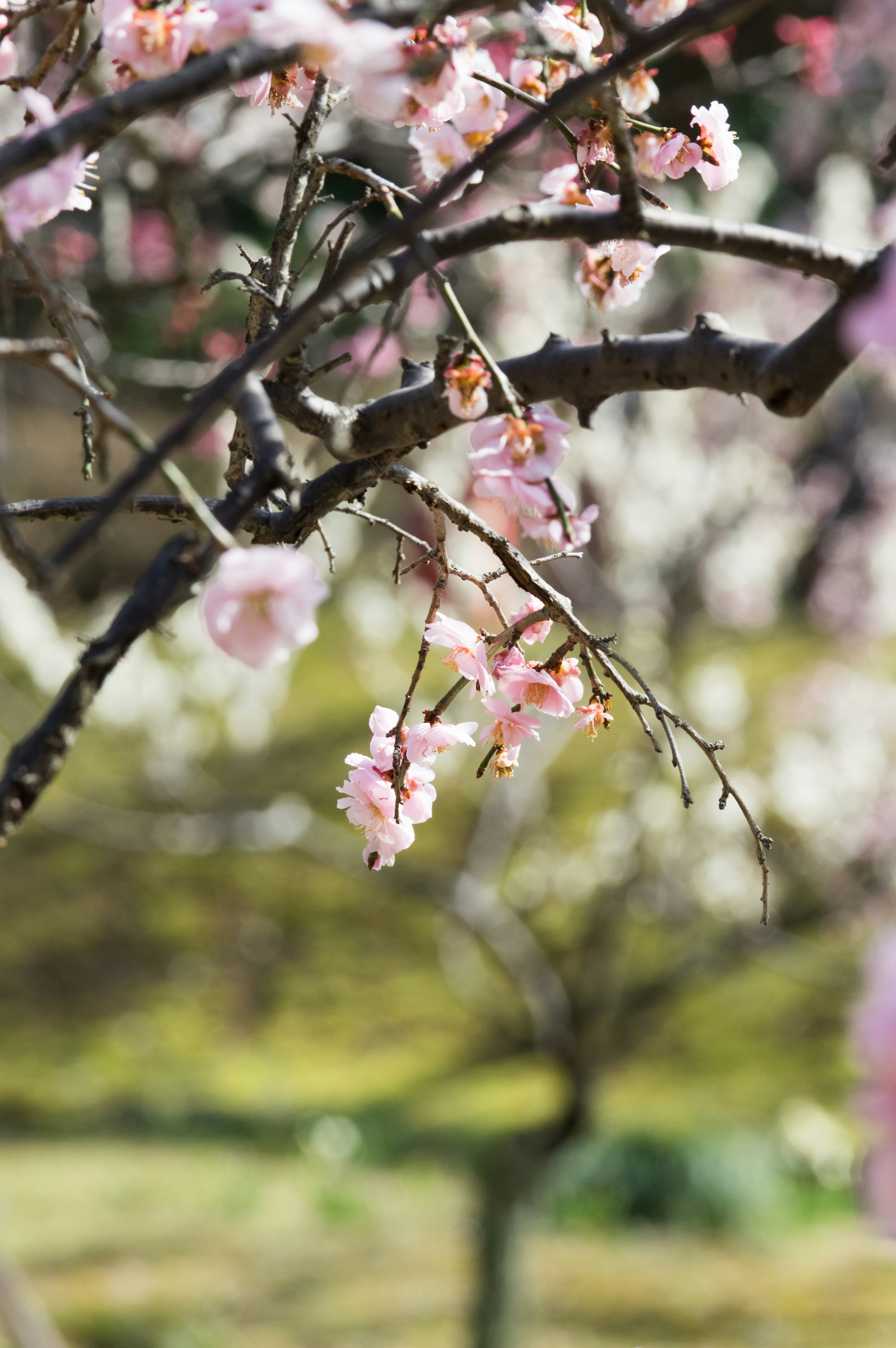 Close-up of cherry blossom branches with pink flowers, blurred green background