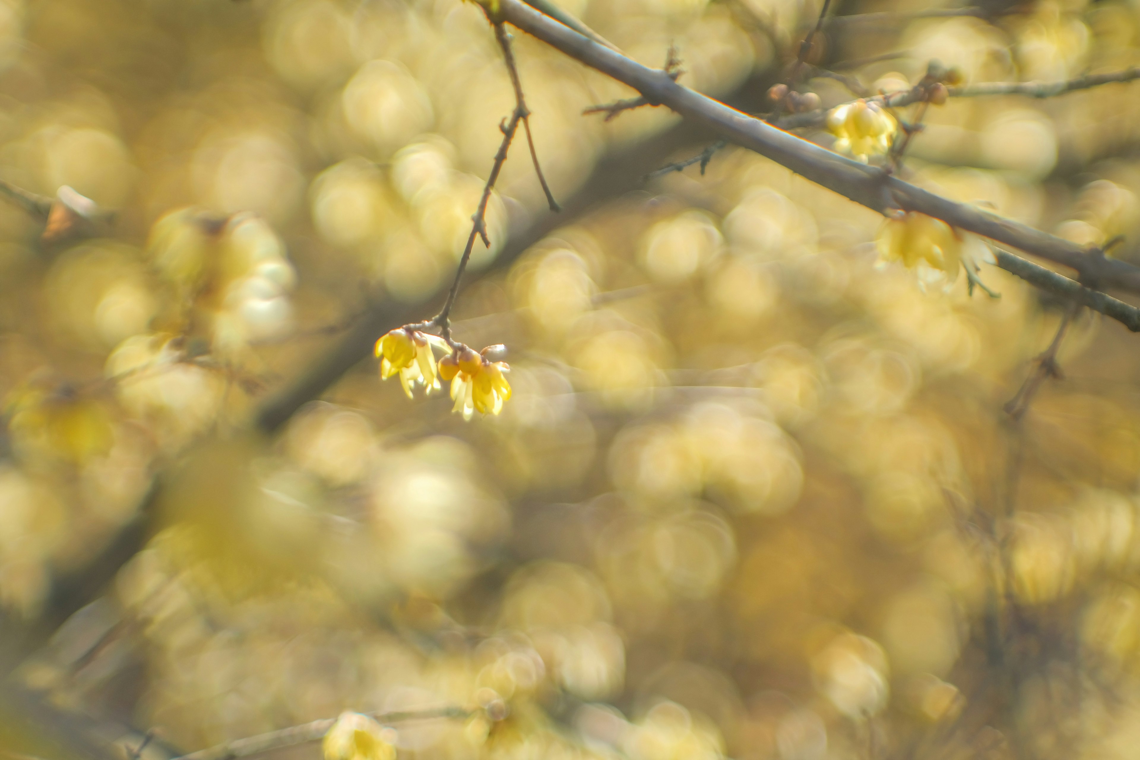 Soft yellow flowers on a blurred branch