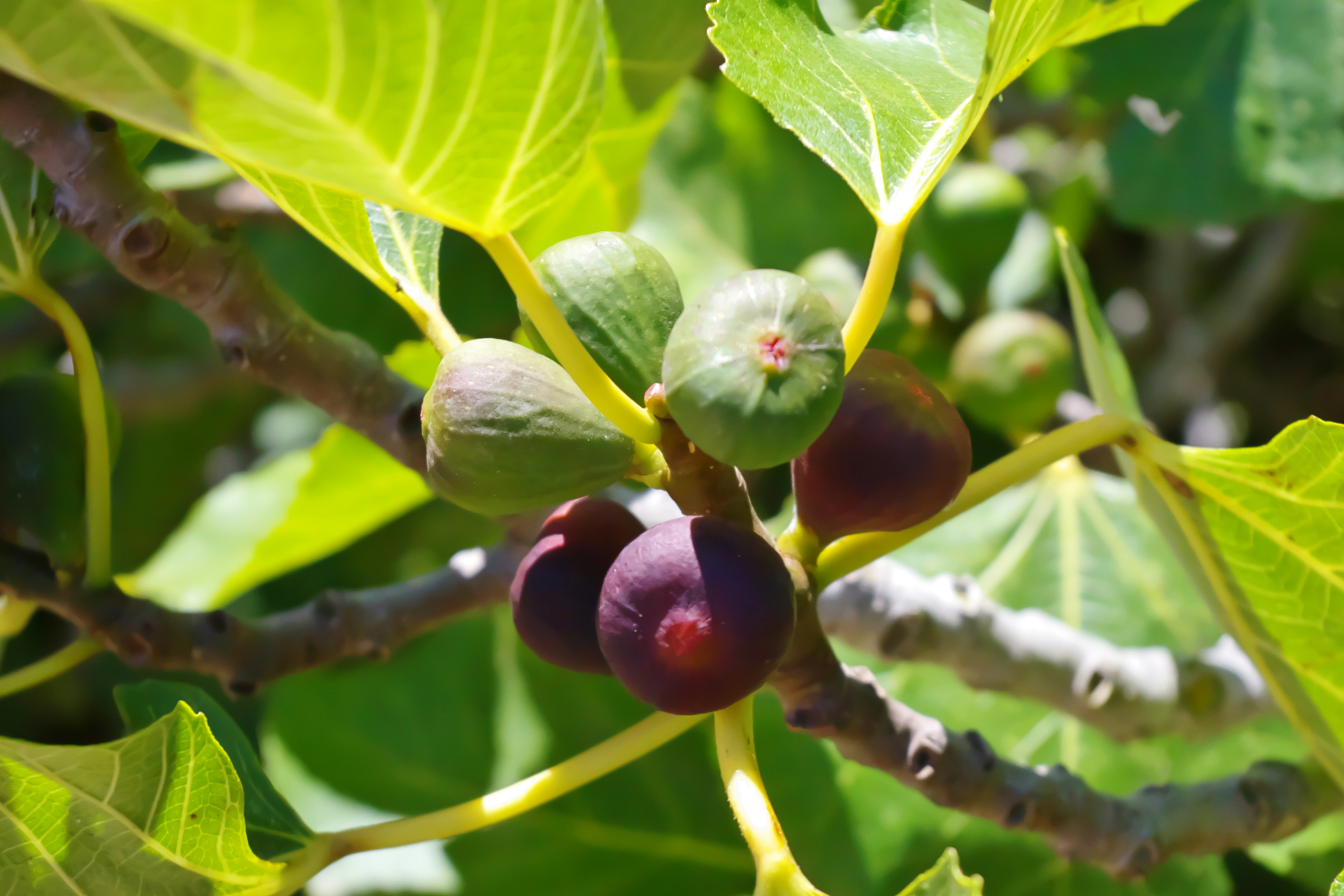 Buah ara terletak di antara daun hijau yang cerah