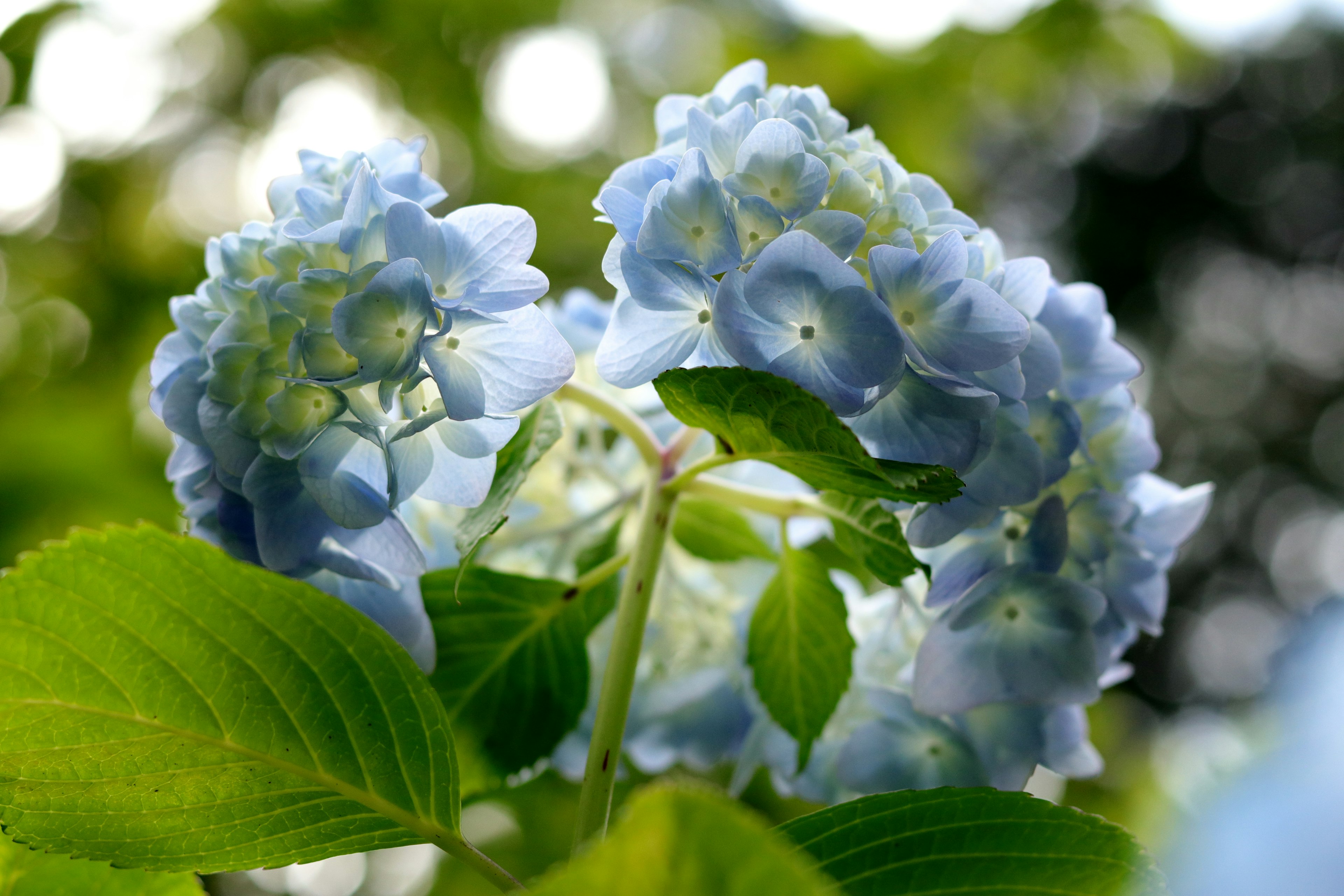 Blue hydrangea flowers with green leaves