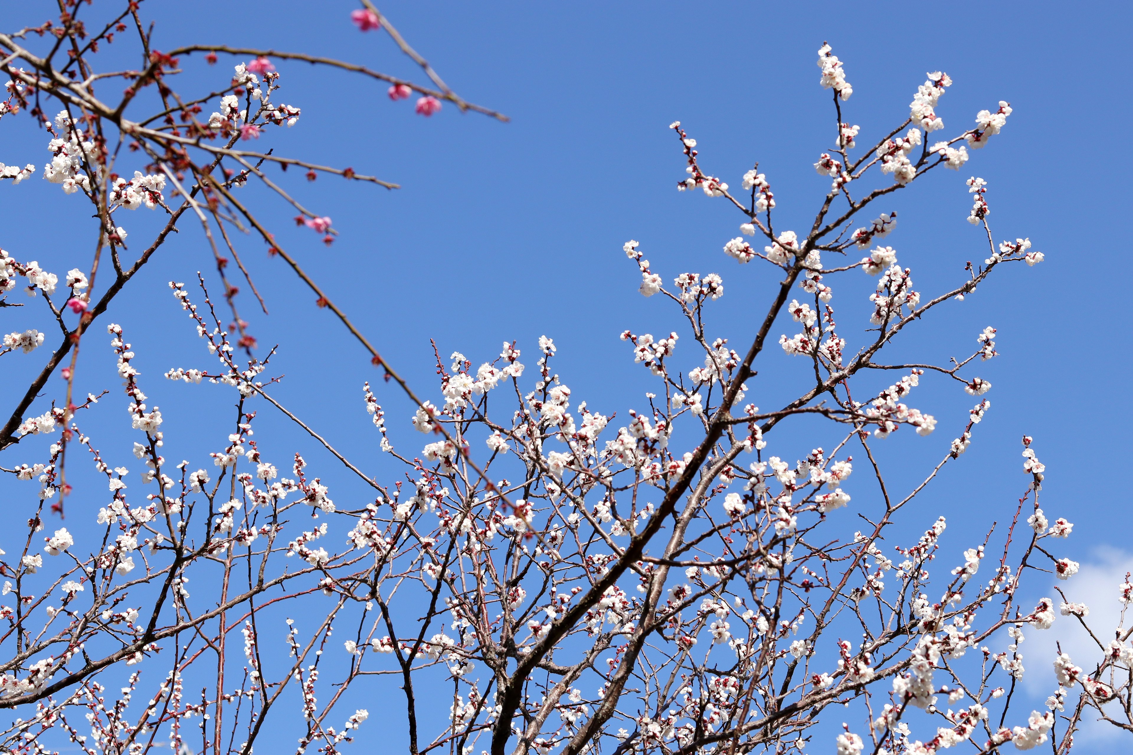 Äste mit weißen Blüten und roten Knospen vor blauem Himmel