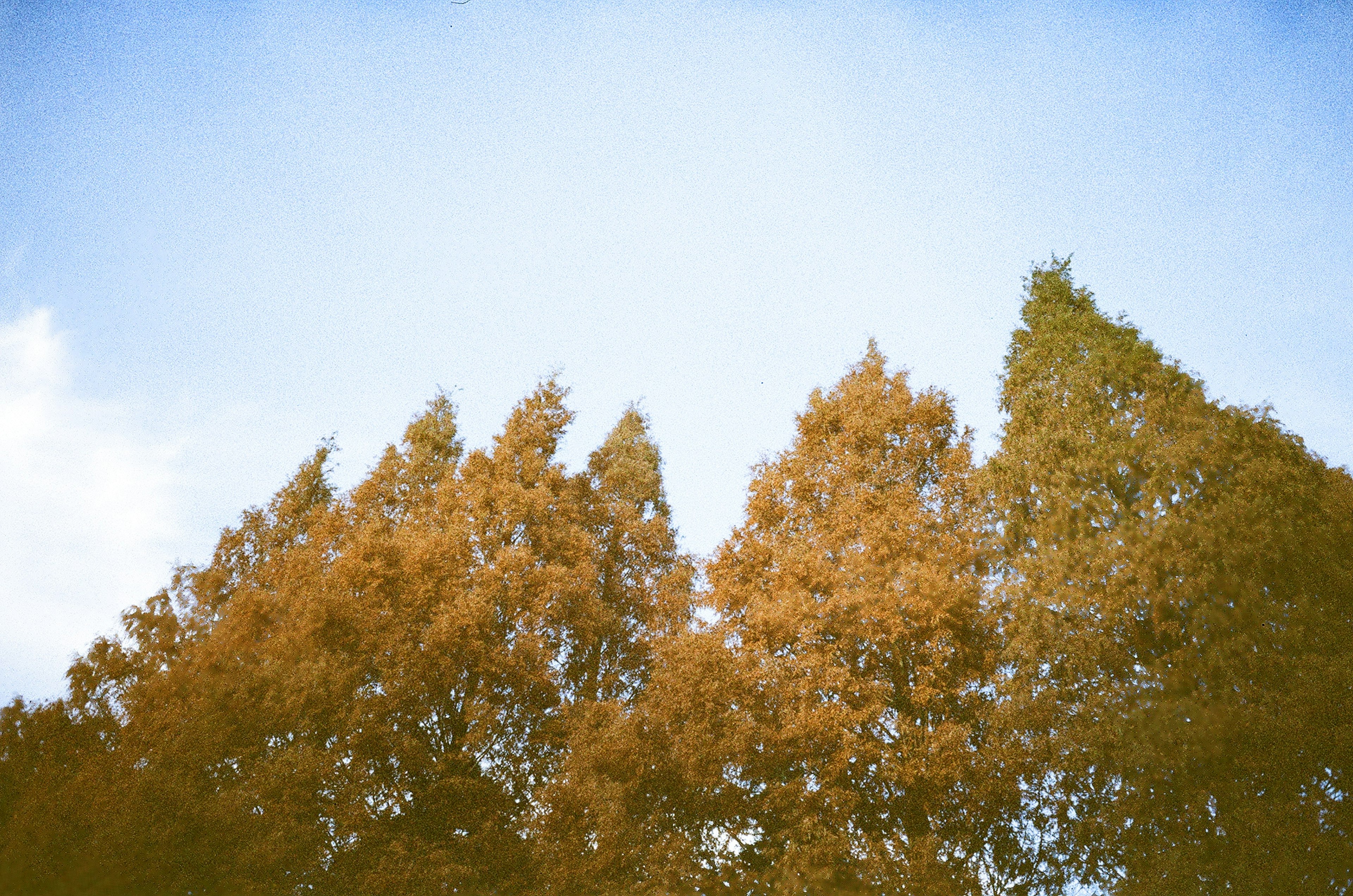 Silhouette d'arbres aux feuilles orange sous un ciel bleu