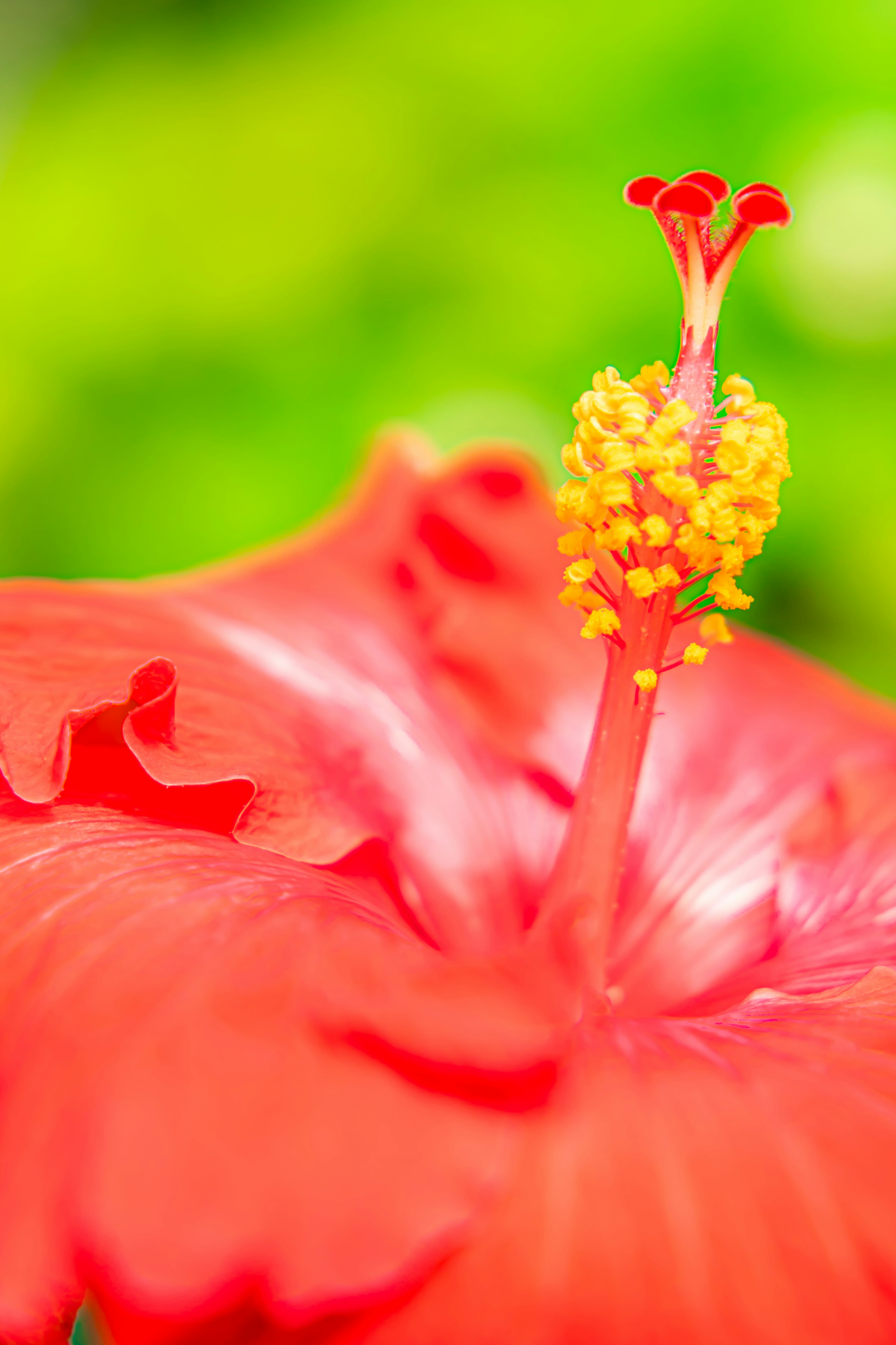 Acercamiento de una flor de hibisco rojo con estambres amarillos prominentes