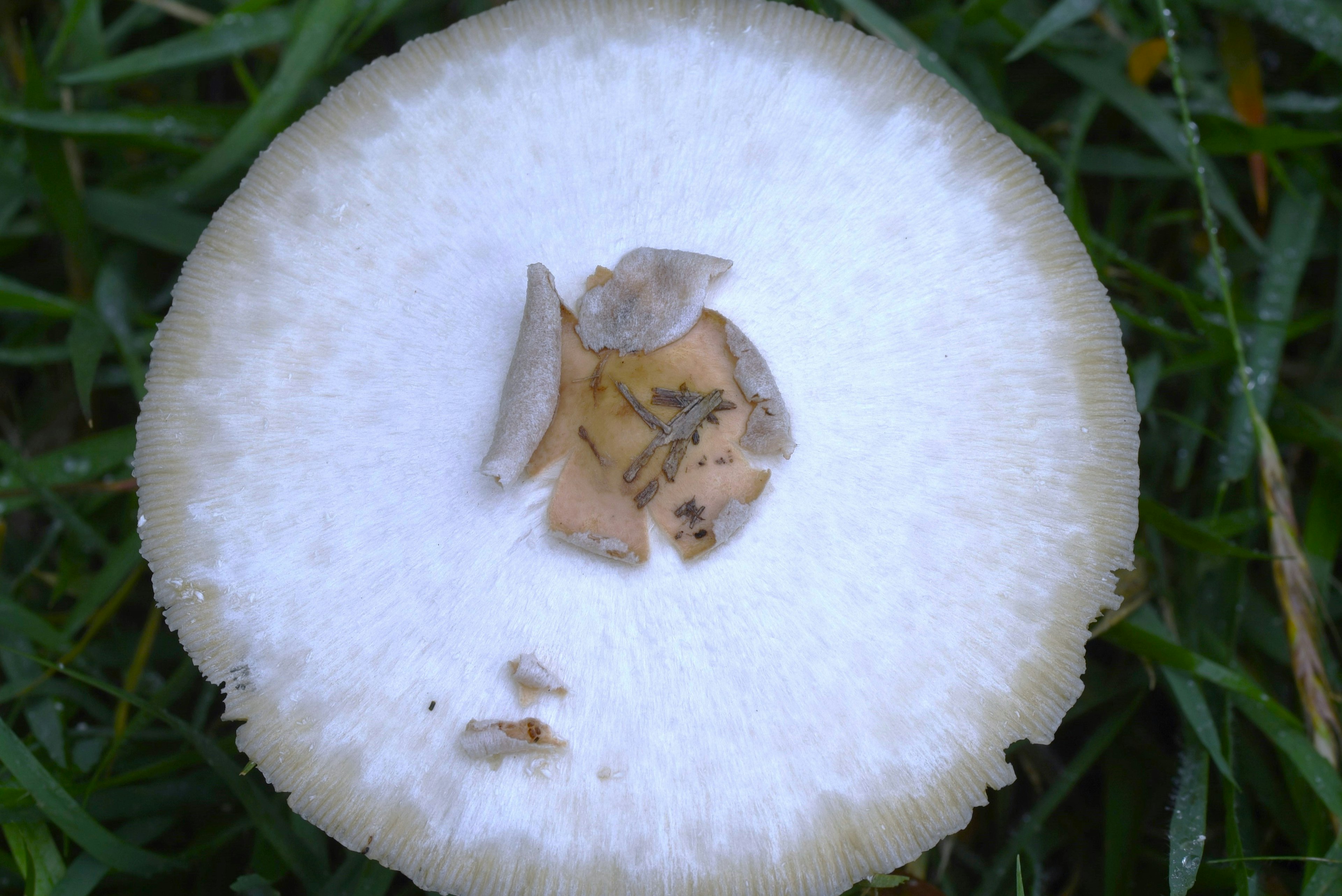 Cross-section of a white mushroom on grass showing small fragments in the center