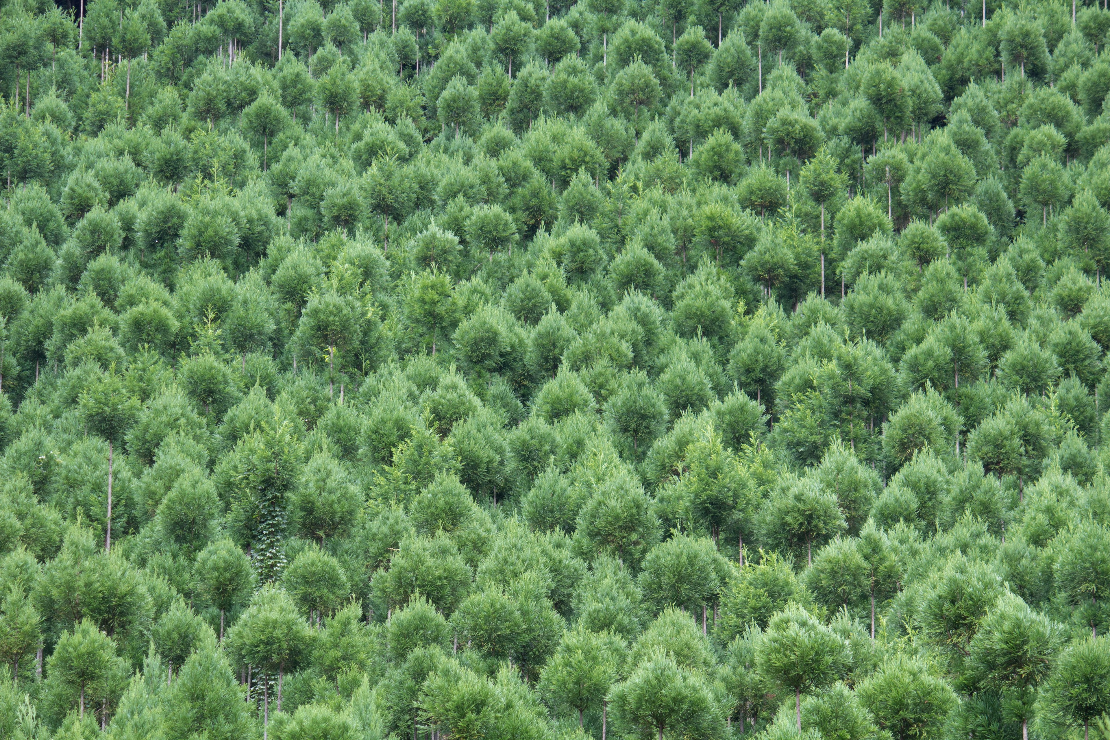 A dense landscape of green trees in a forest