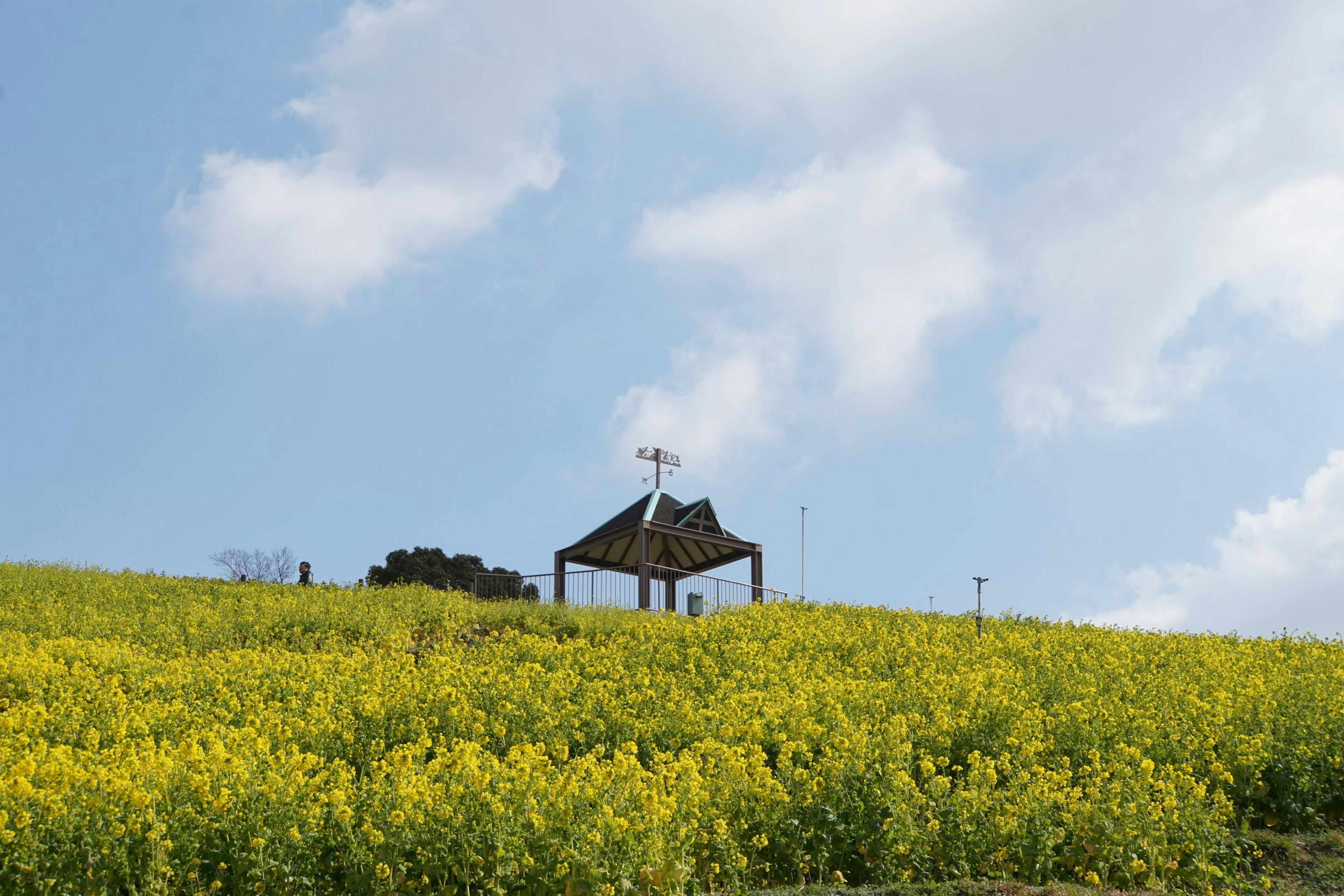 Un petit pavillon sur une colline couverte de fleurs jaunes sous un ciel bleu