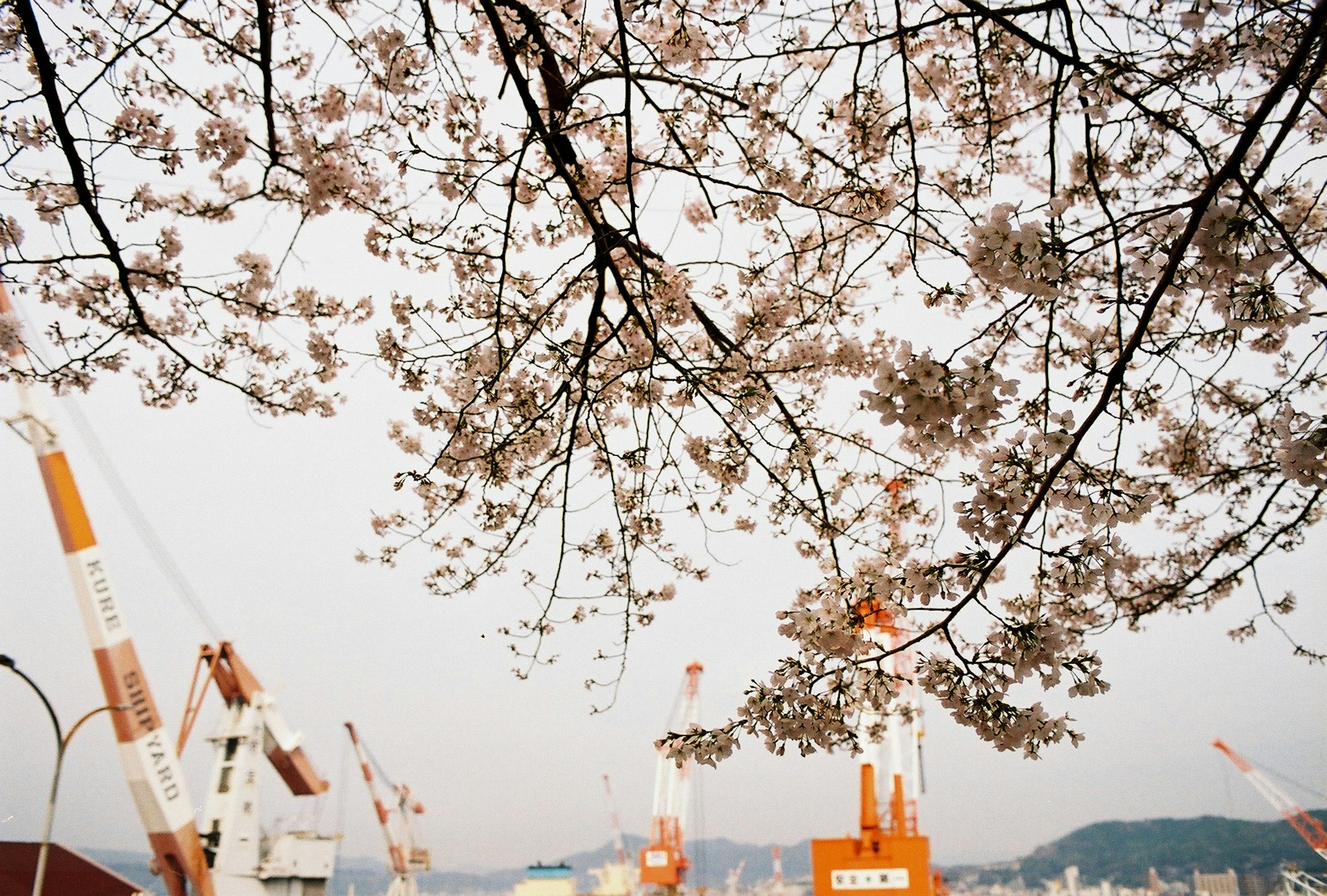 Branches de cerisier en fleurs avec des grues dans un port