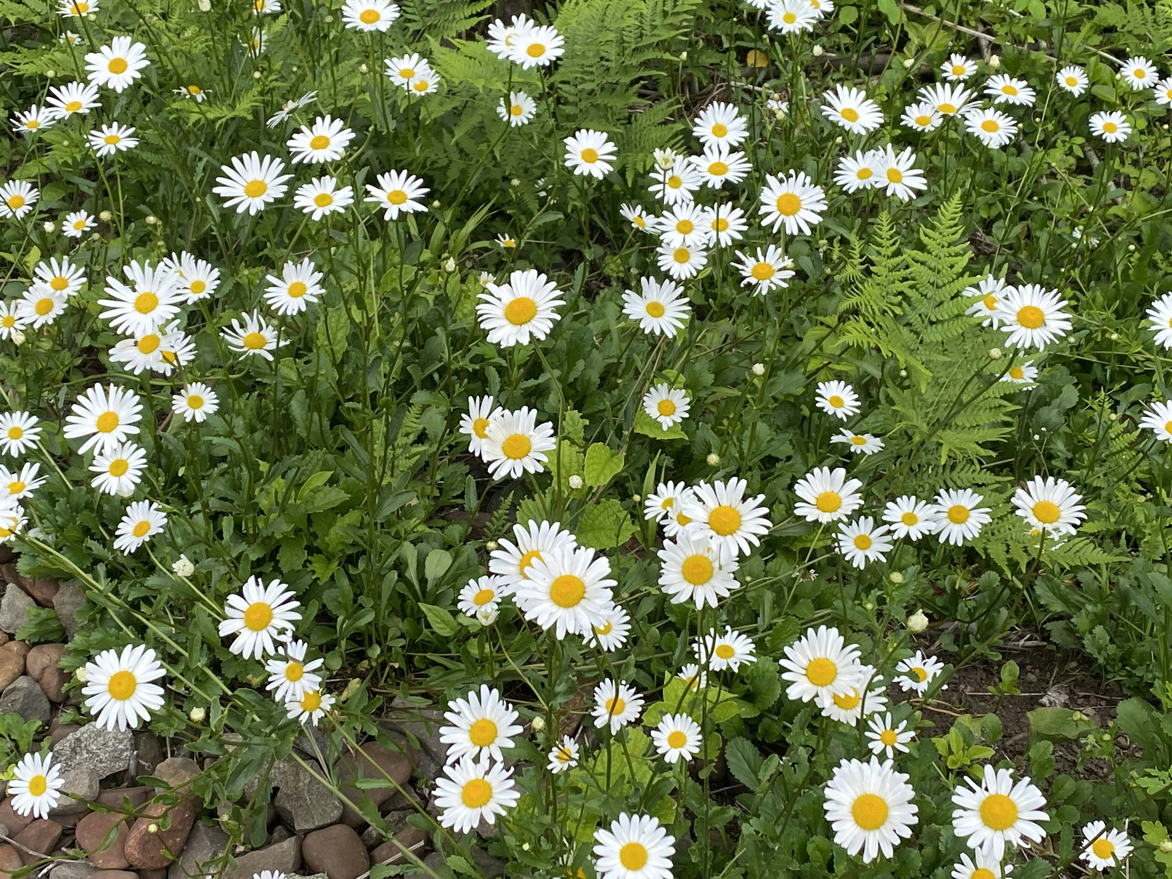 Ein Feld von Gänseblümchen mit weißen Blütenblättern und gelben Zentren umgeben von üppigem grünem Laub