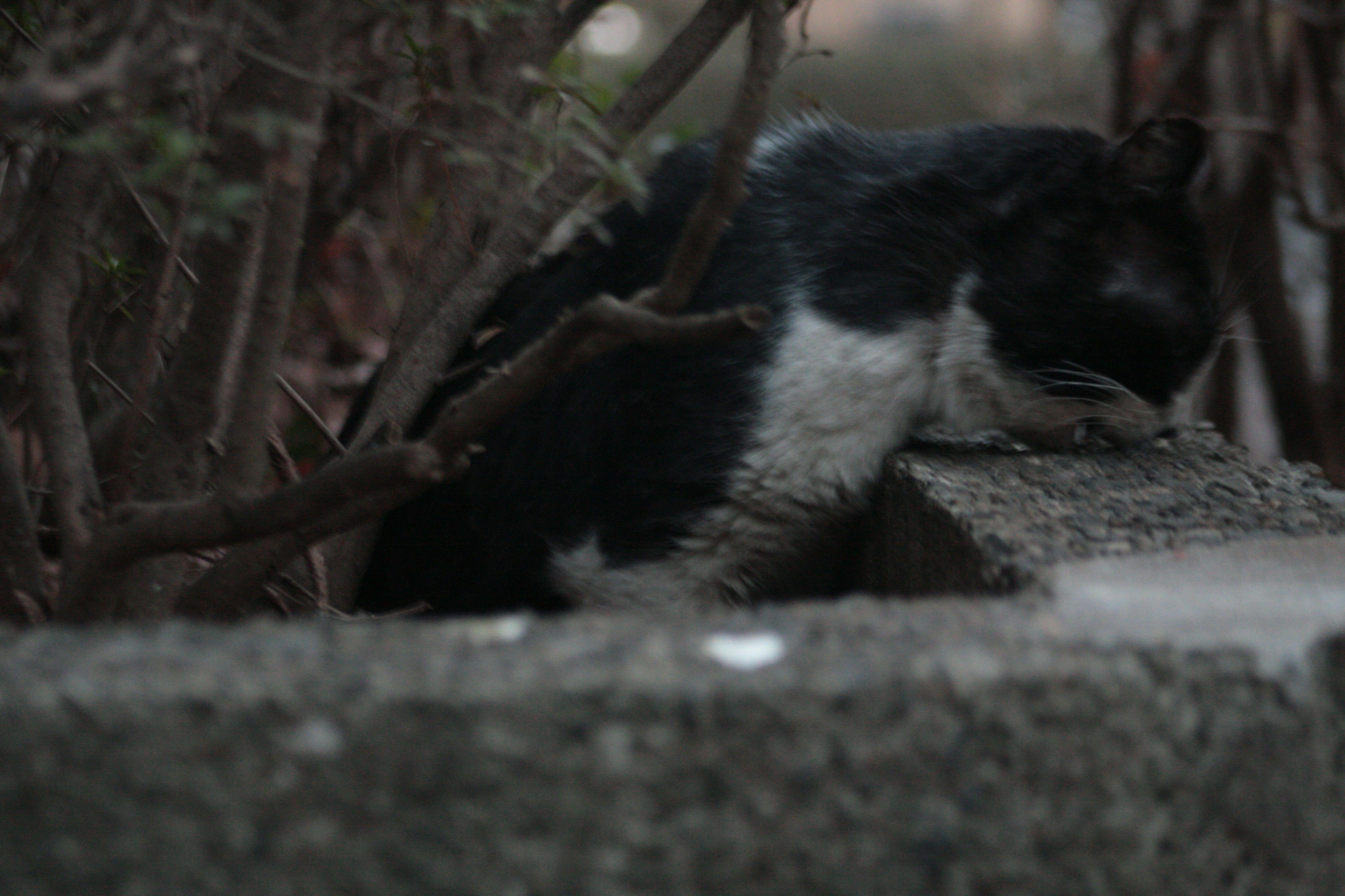 Seekor kucing hitam putih beristirahat di atas beton