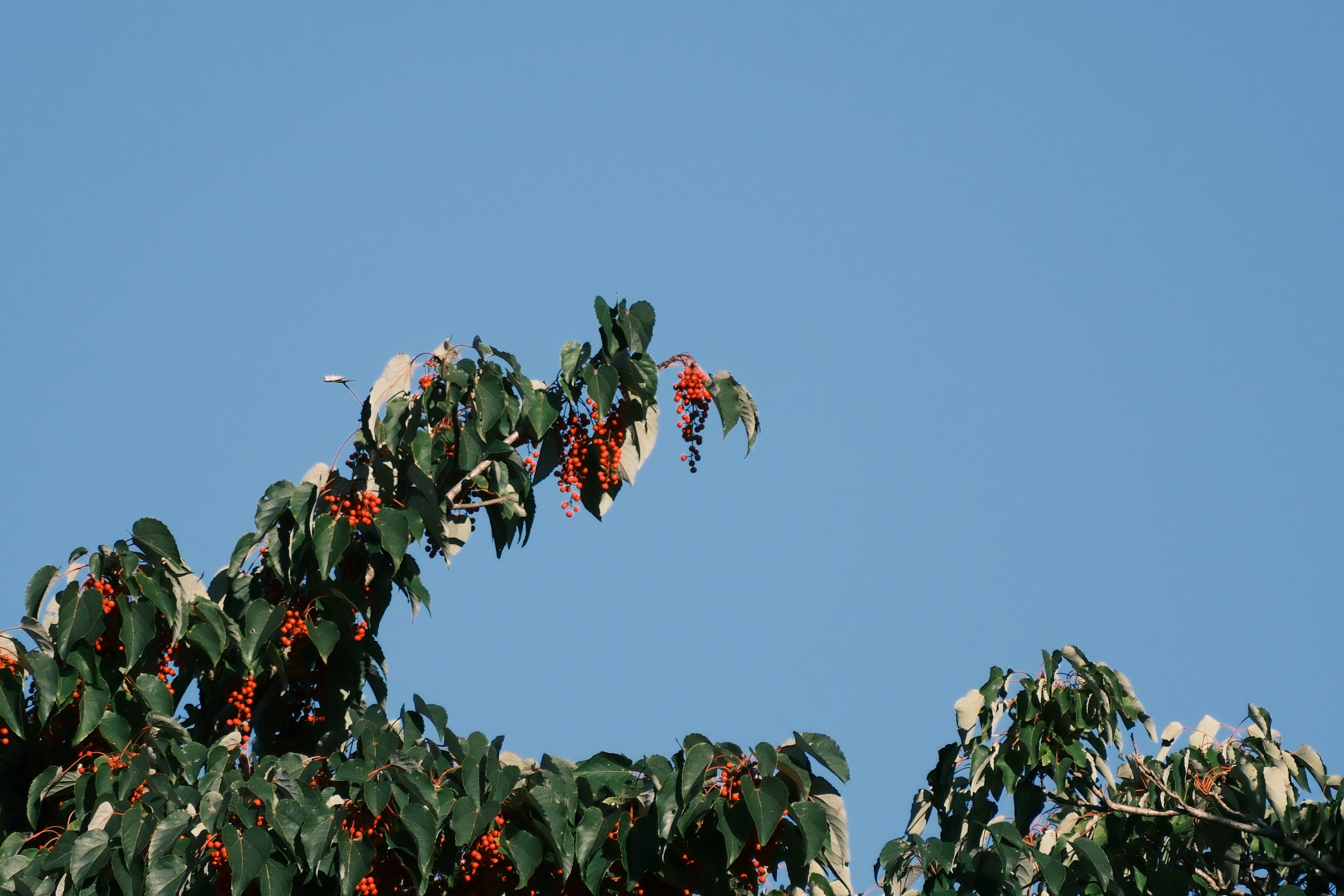 Cabang pohon hijau dengan buah merah di latar belakang langit biru