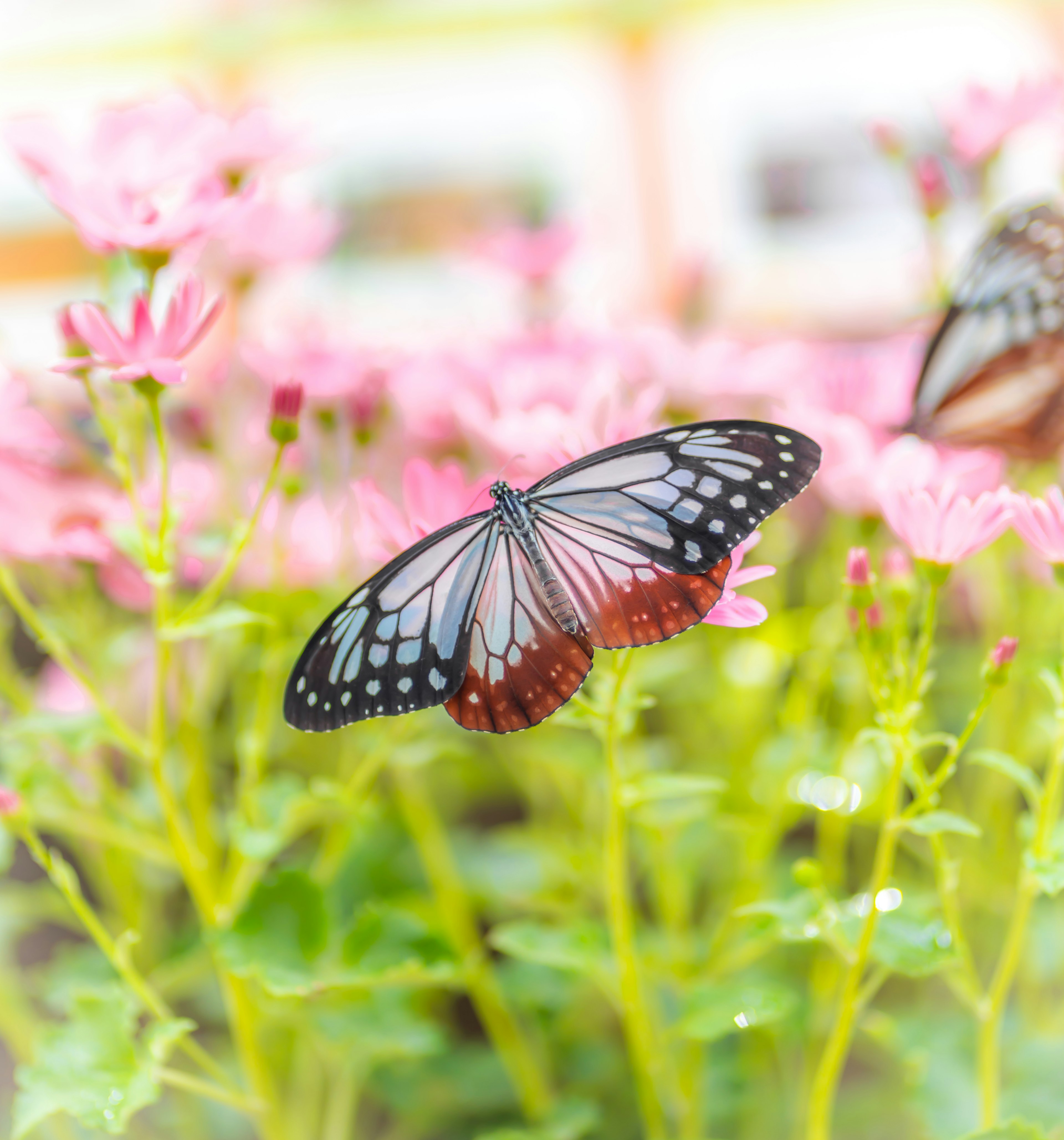 Una hermosa mariposa revoloteando entre flores rosas