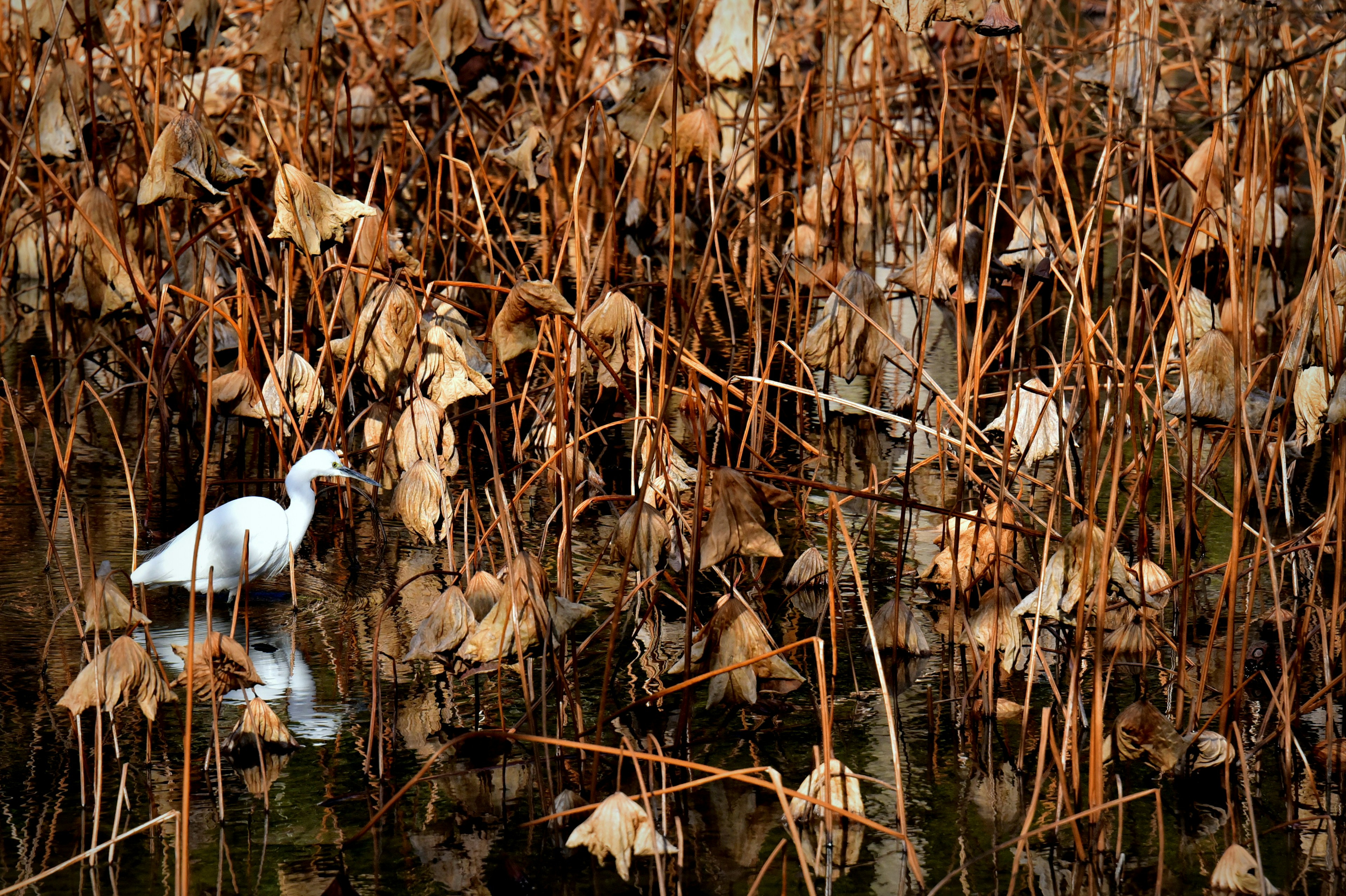 Un oiseau blanc se tenant près de l'eau parmi des roseaux secs