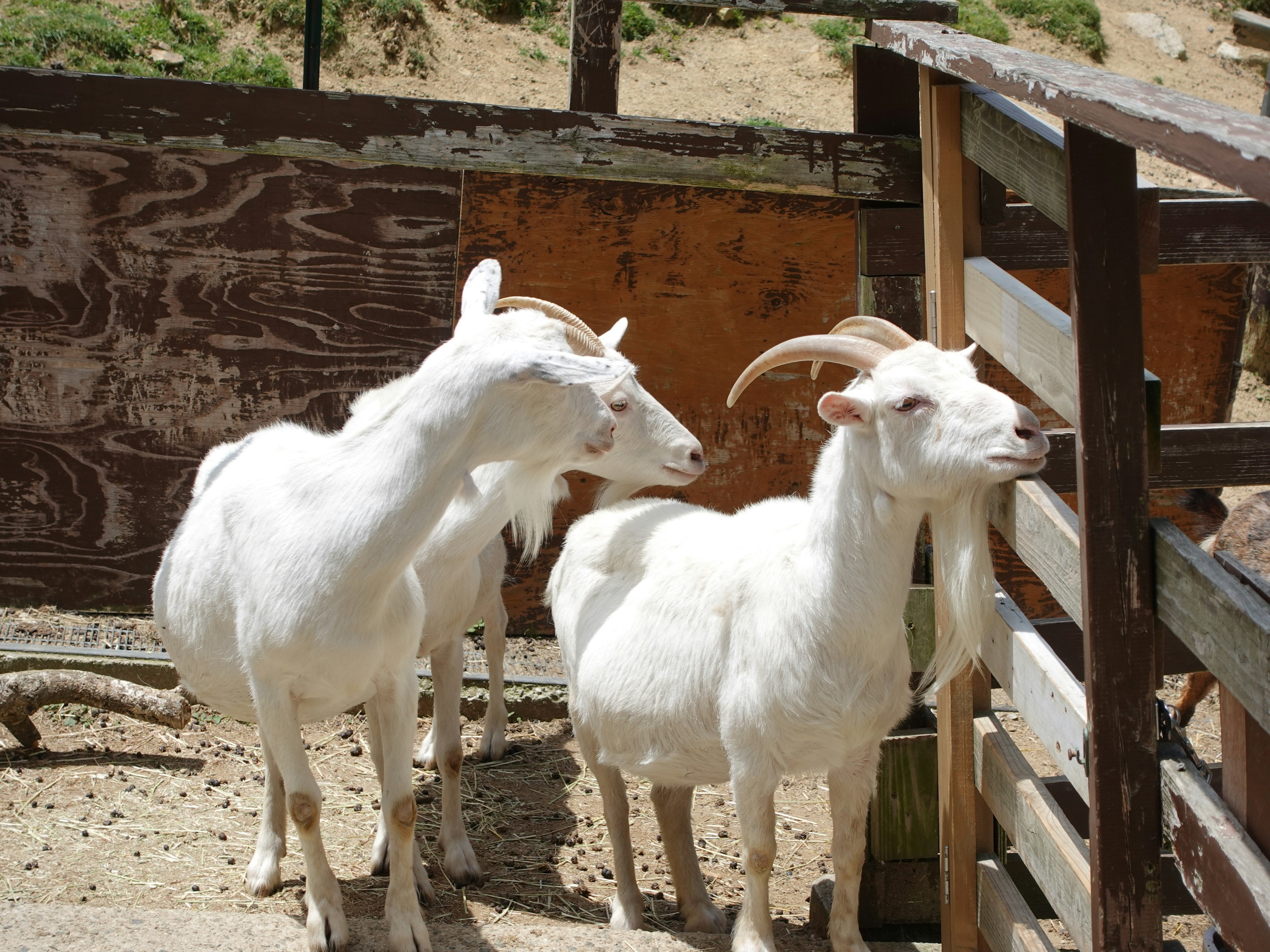 Three white goats standing near a wooden fence