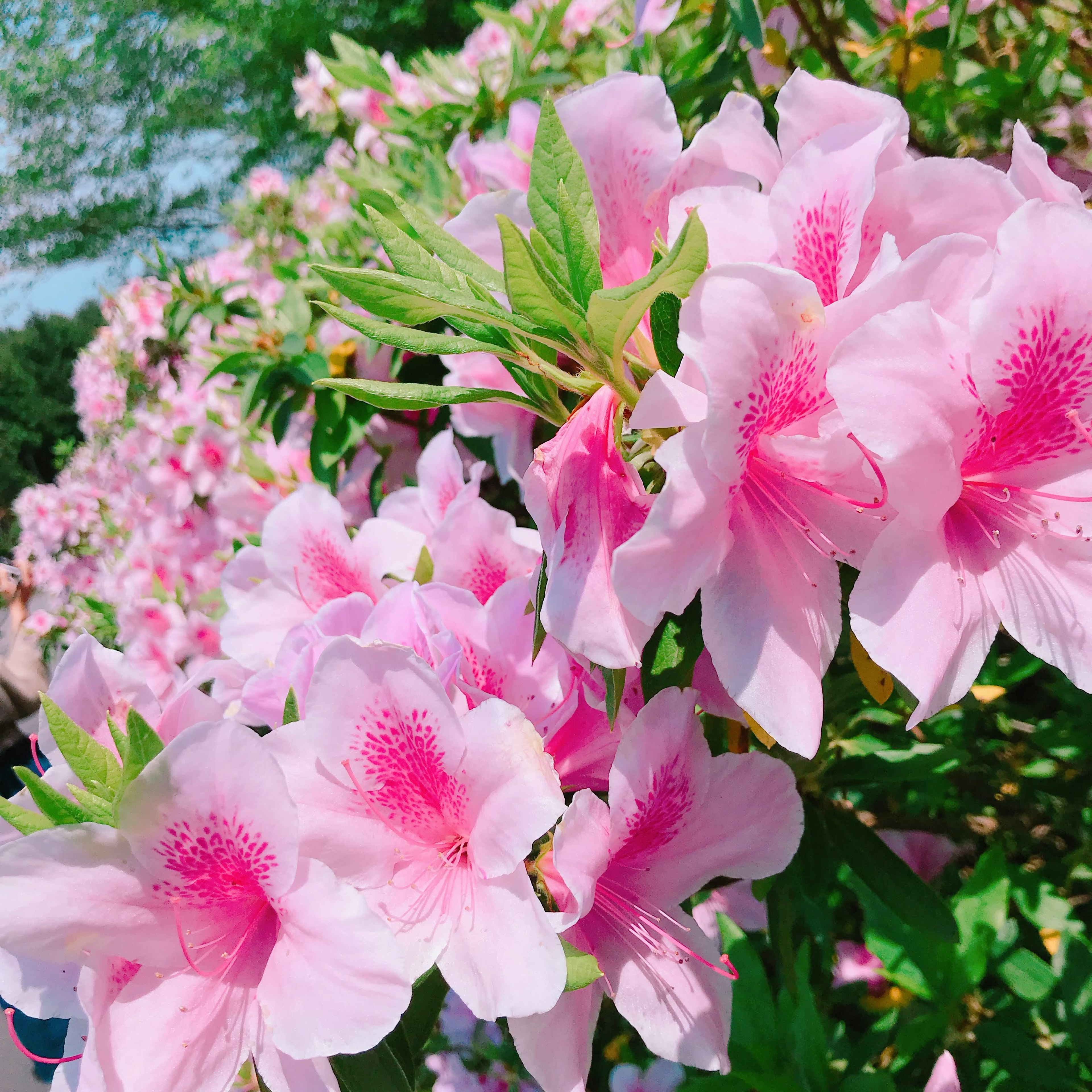 Fiori di azalea rosa in piena fioritura con petali vivaci