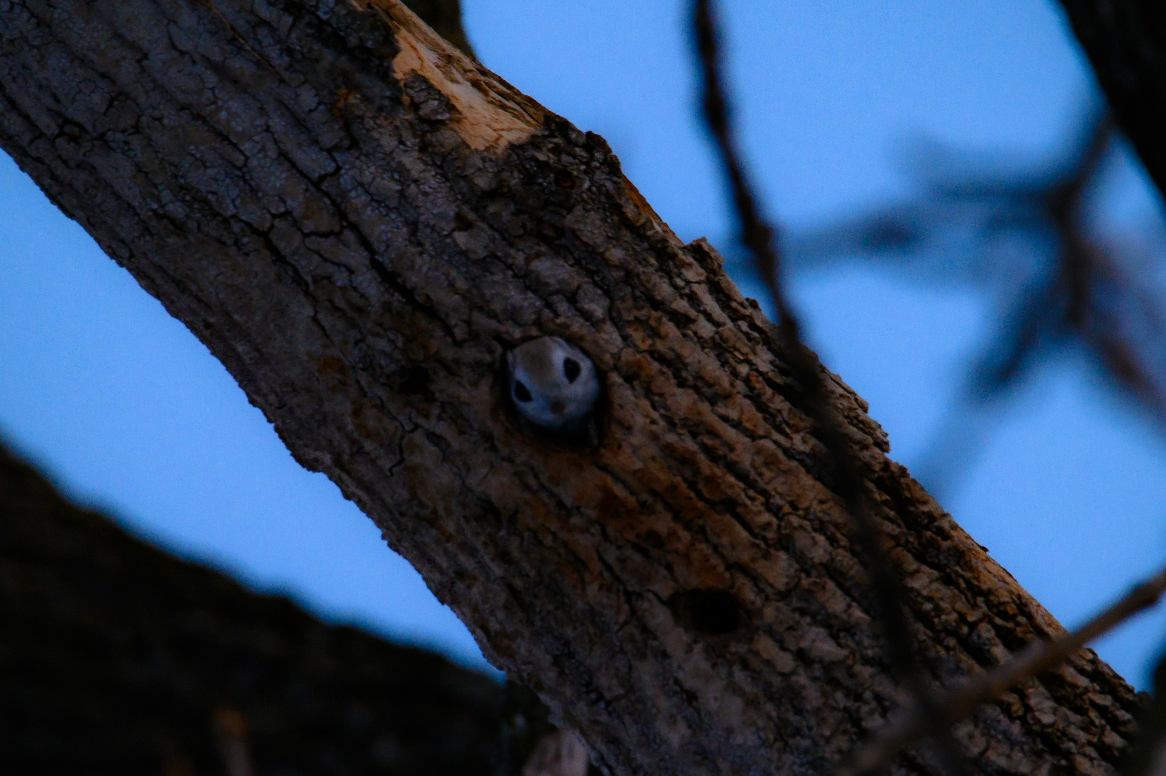 Búho posado en un tronco de árbol bajo el cielo nocturno