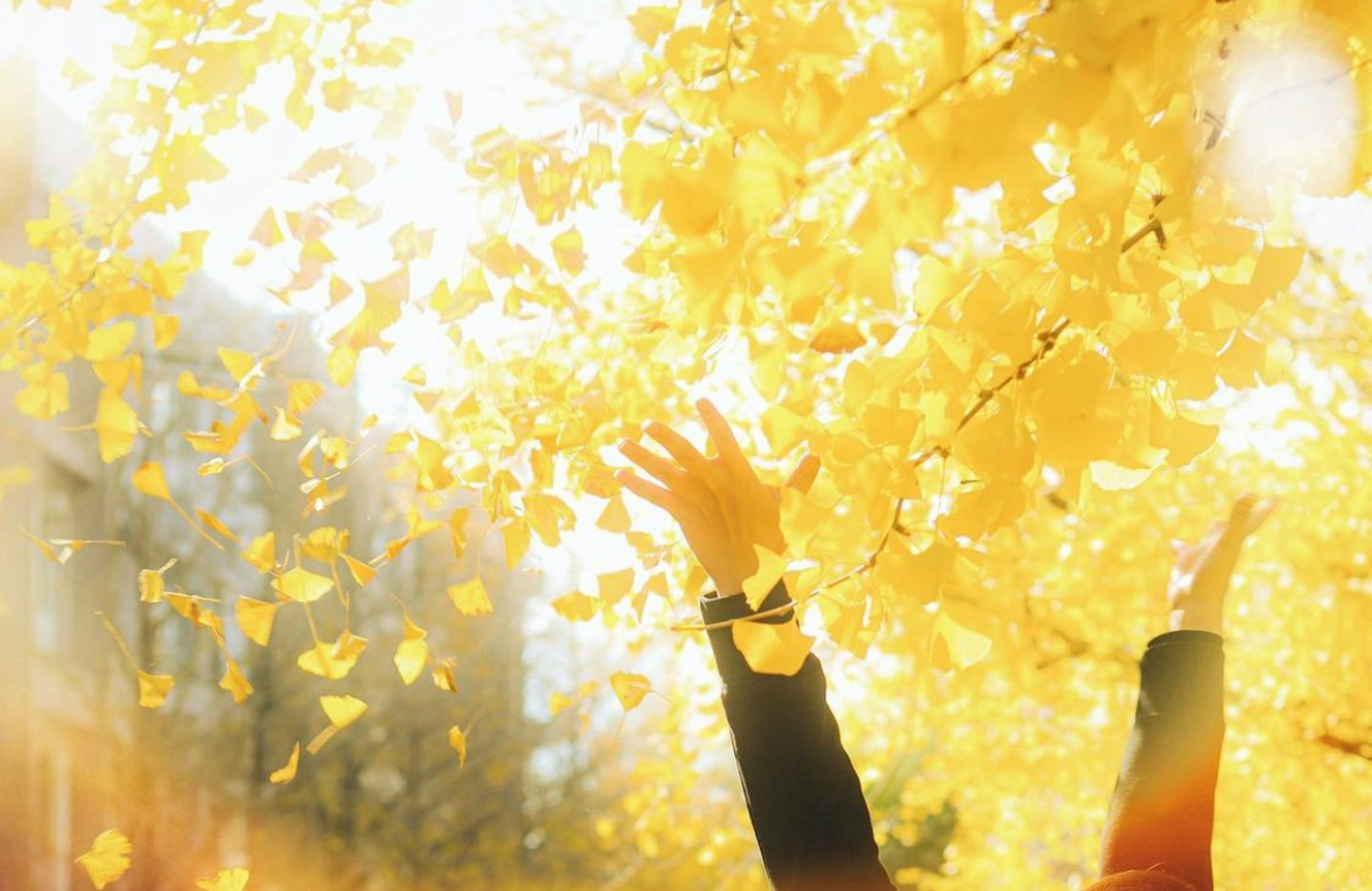 Personne tendant la main parmi des feuilles jaunes tombantes