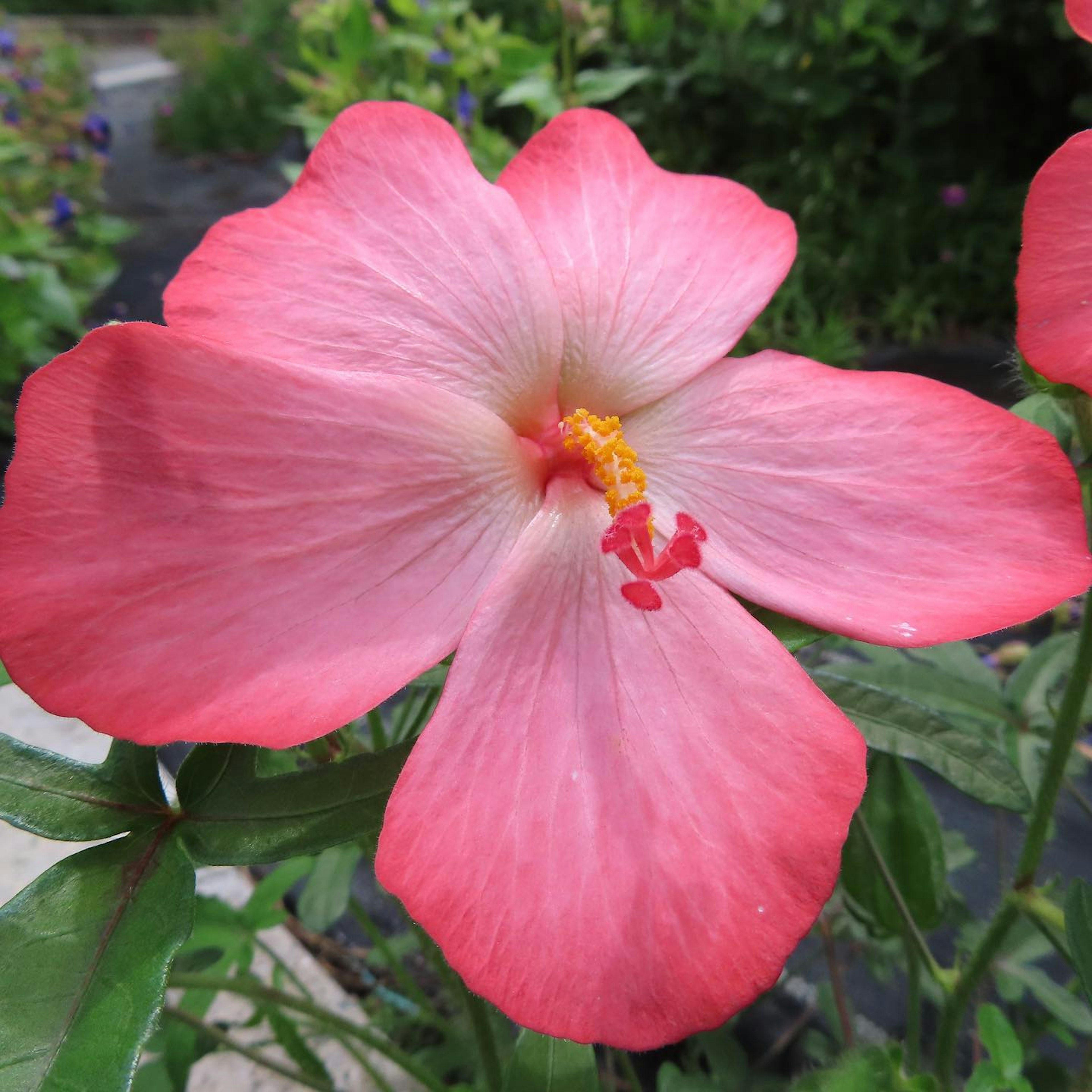 Bunga hibiskus merah muda yang cerah sedang mekar