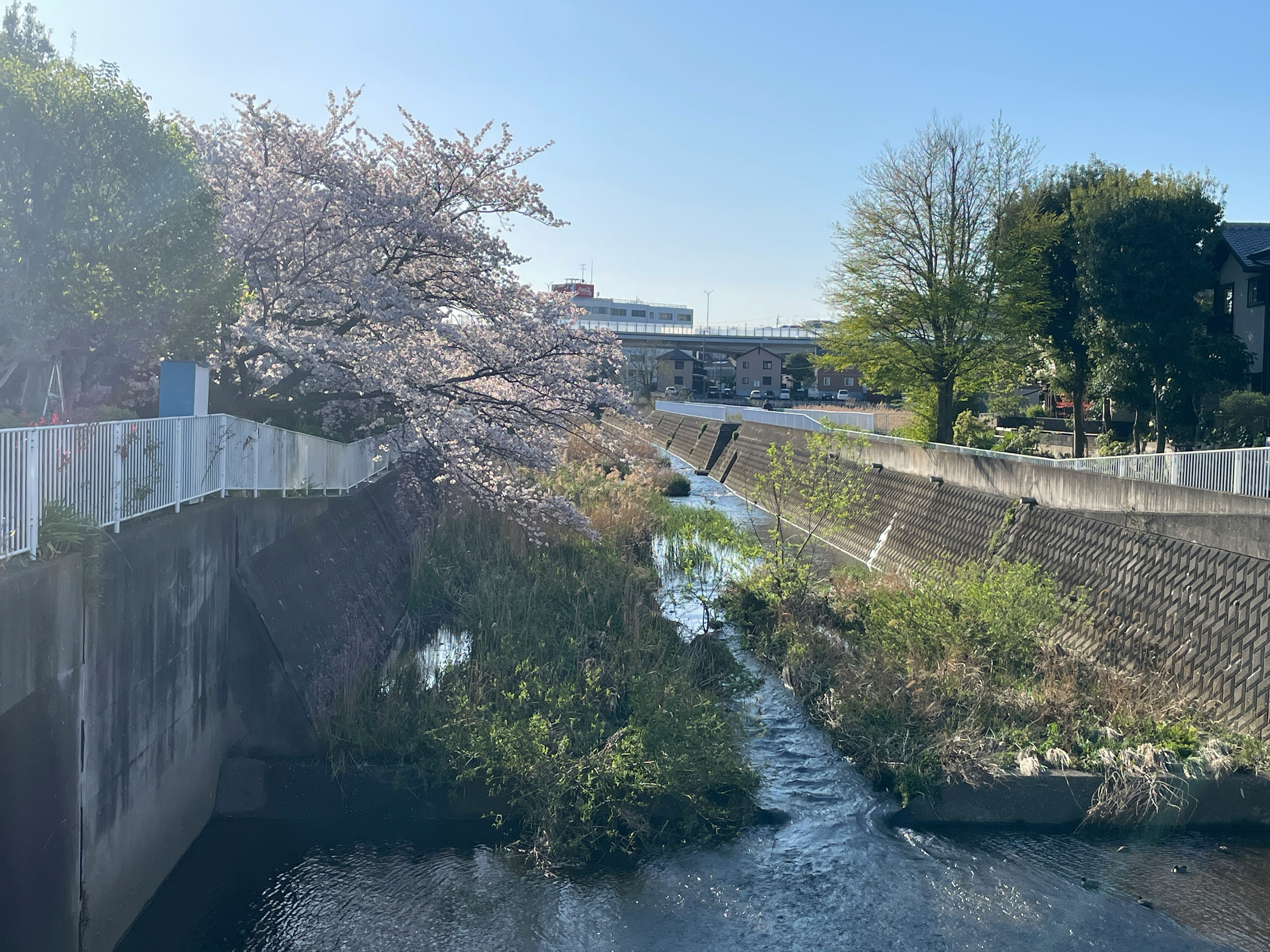 川沿いの桜の木と緑の植物が見える風景