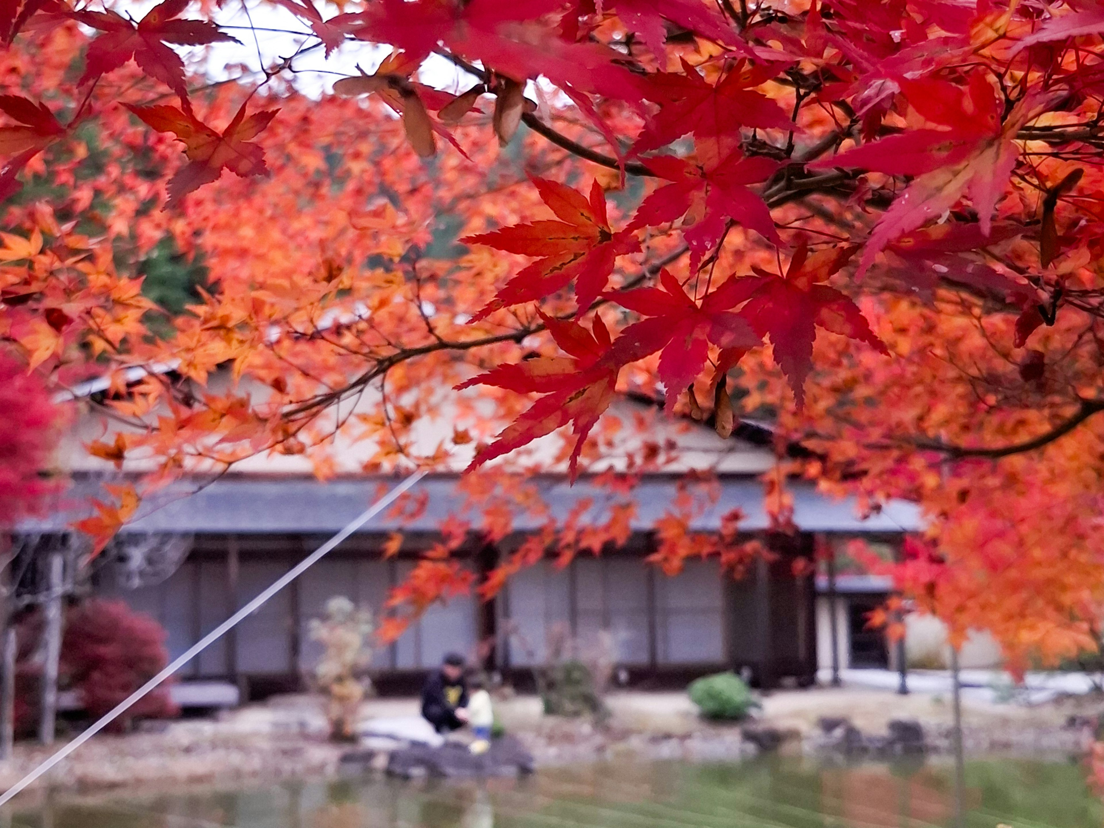 Pemandangan taman Jepang yang indah dengan daun musim gugur yang cerah bangunan tradisional di latar belakang