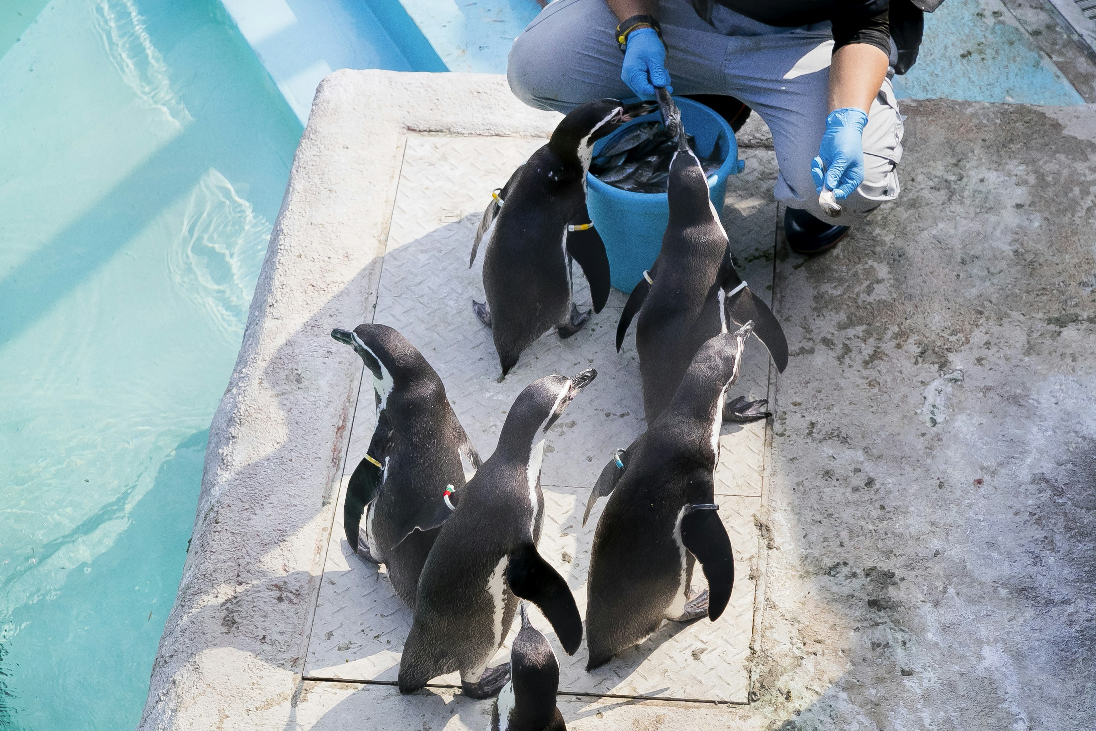 Un cuidador alimentando a un grupo de pingüinos cerca del agua