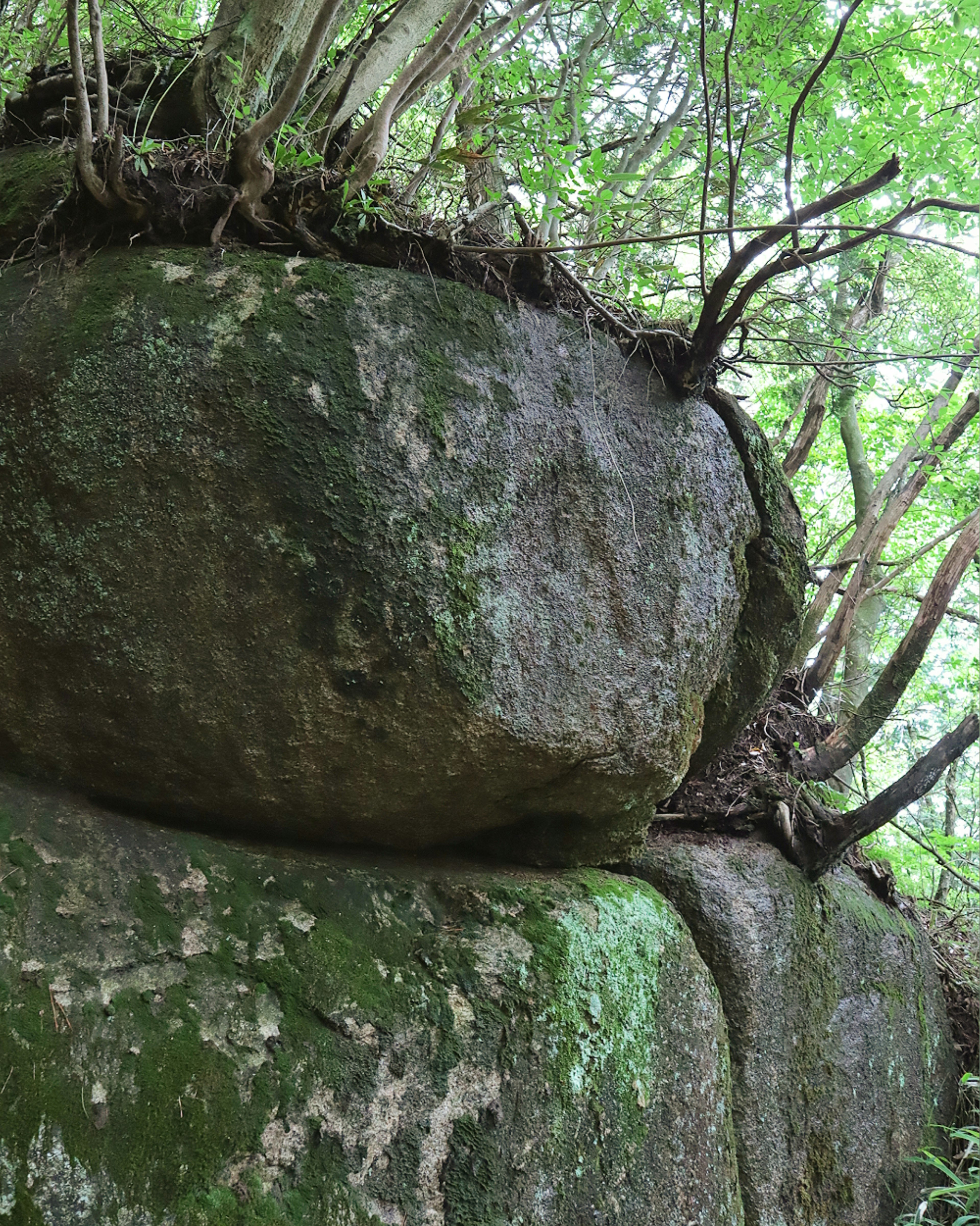 Moss-covered rock with small trees growing on top in a natural setting