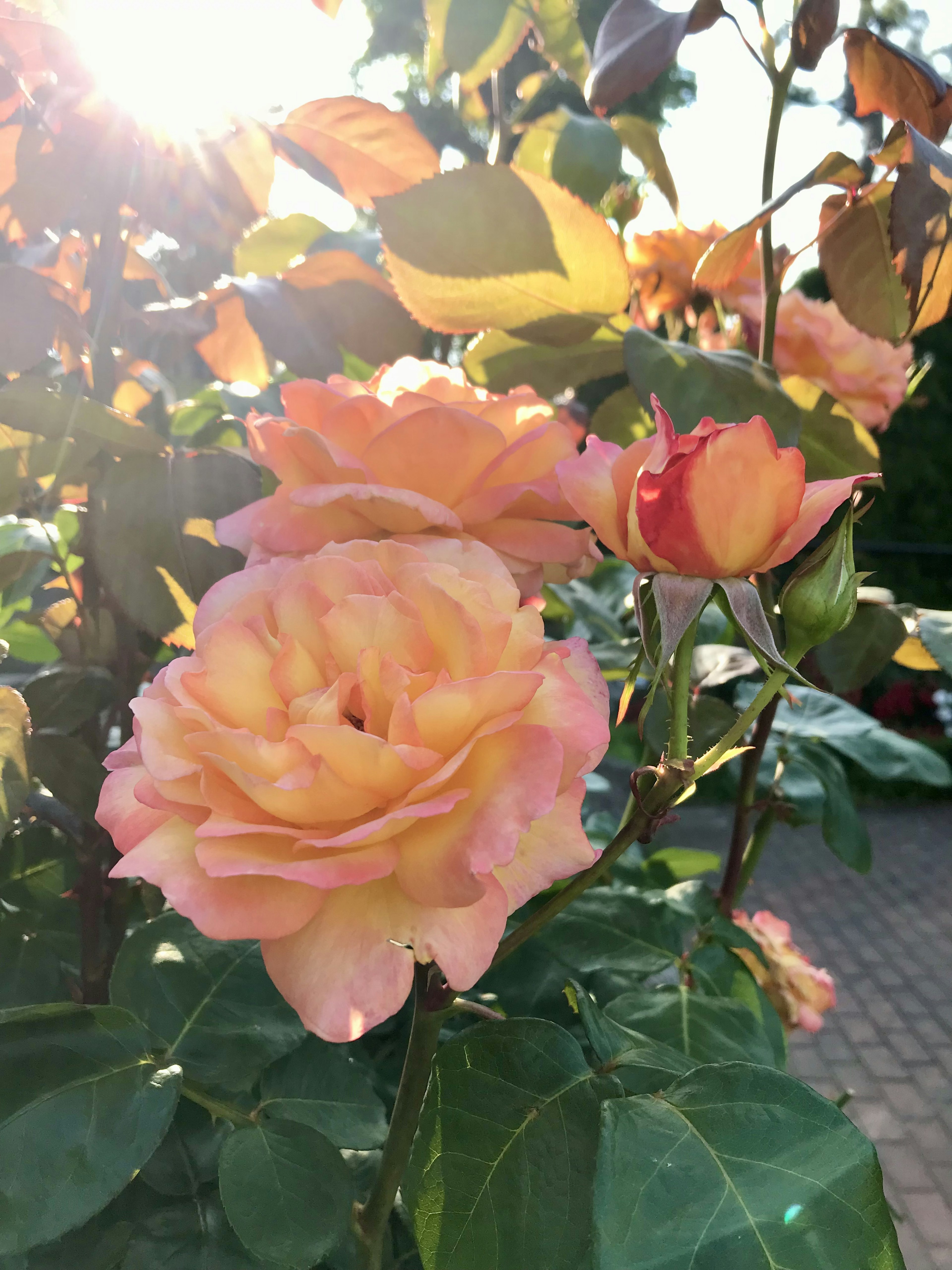 Hermosas rosas naranjas con luz del sol de fondo