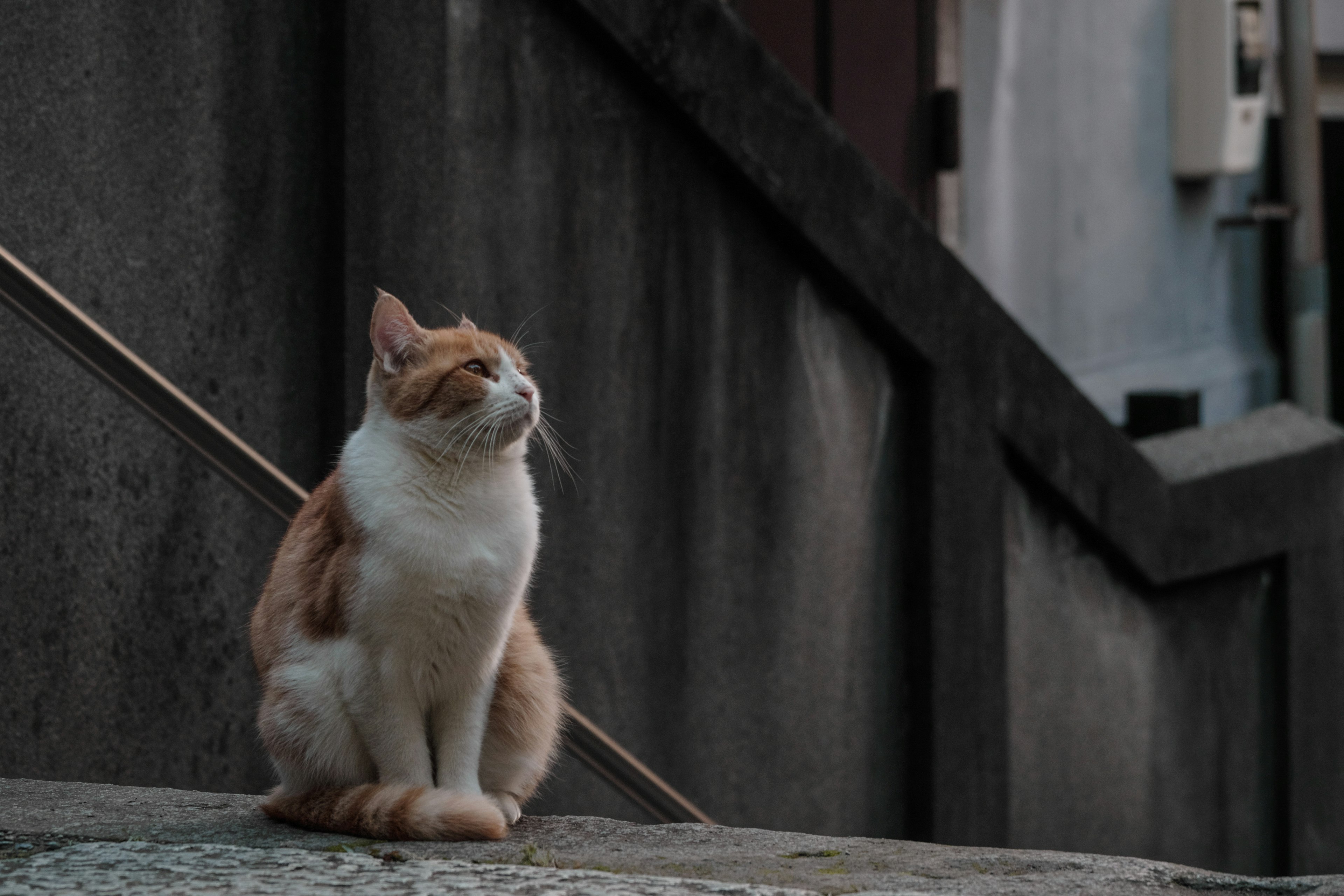 Kucing orange dan putih duduk di tangga