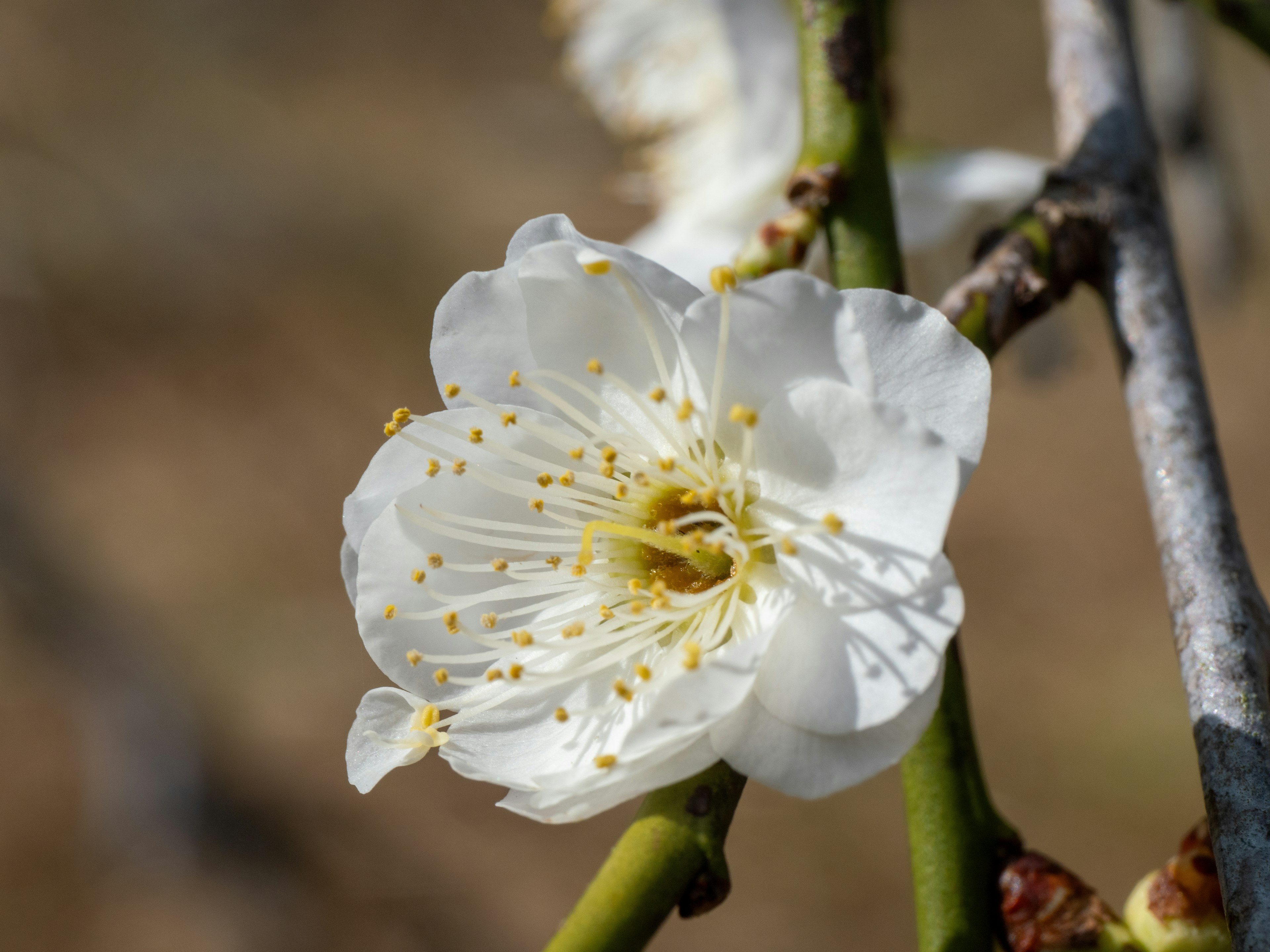 White flower with yellow stamens on a tree branch