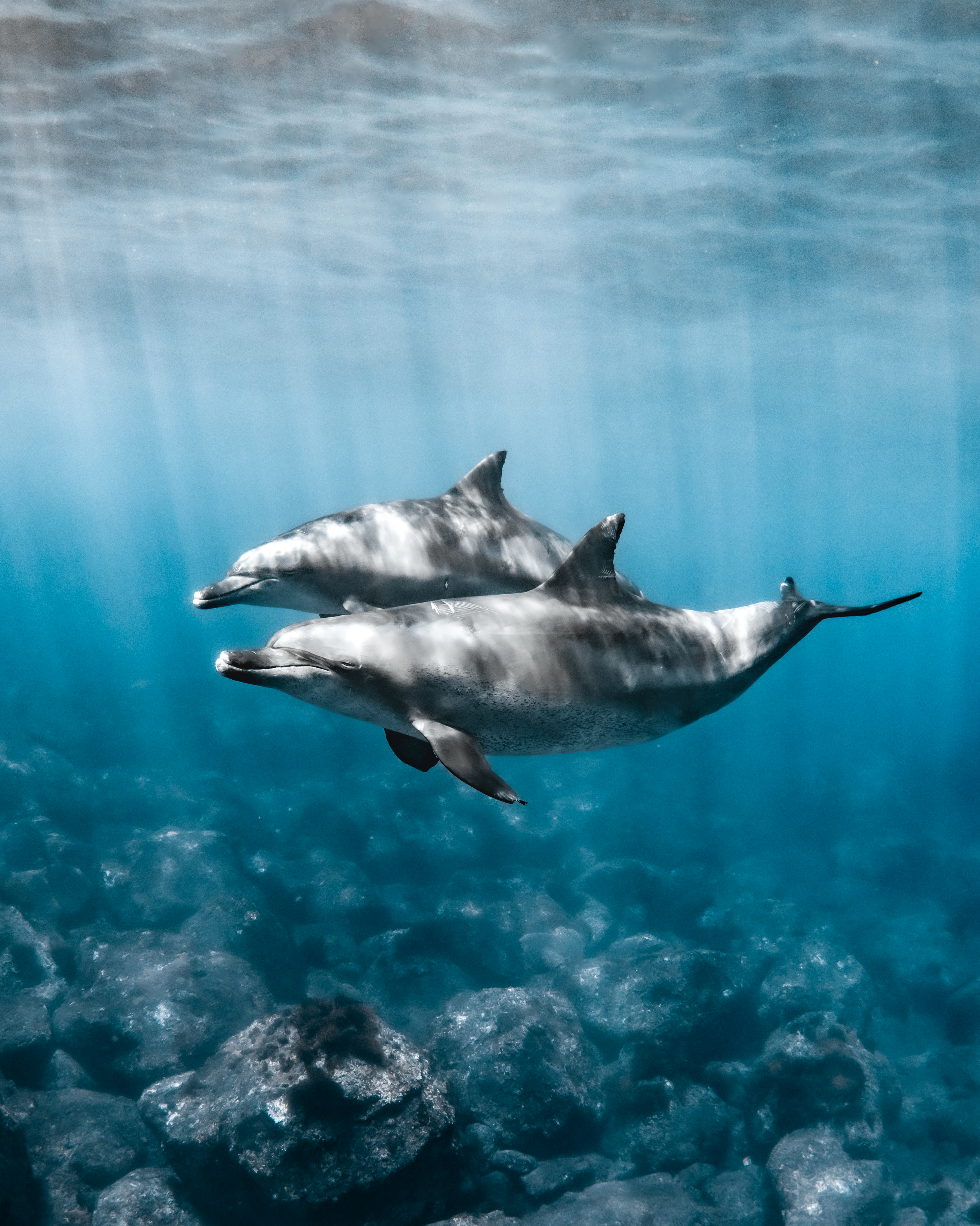 Dos delfines nadando bajo el agua en un océano azul claro