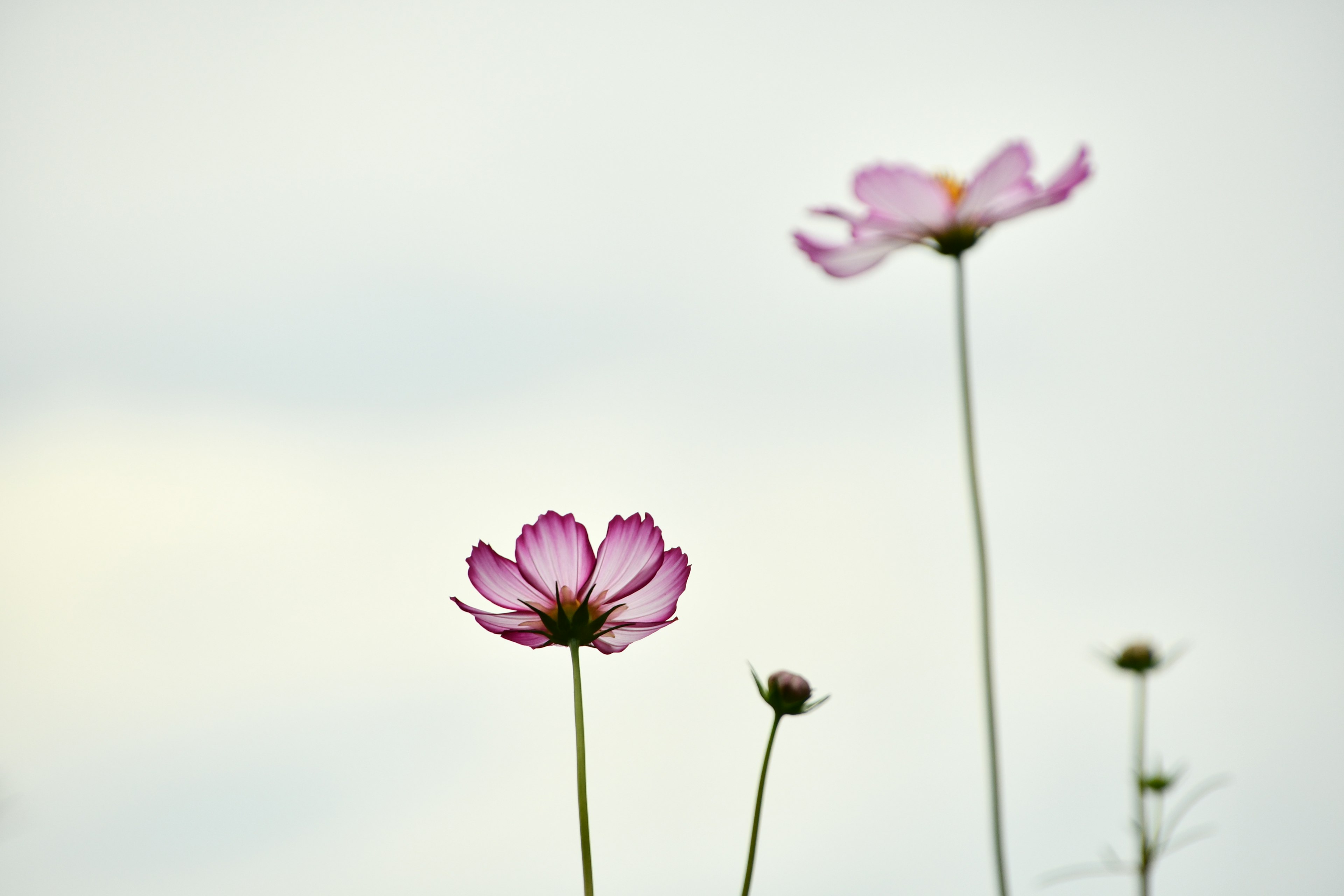 ピンクのコスモスの花が青空の下で咲いている