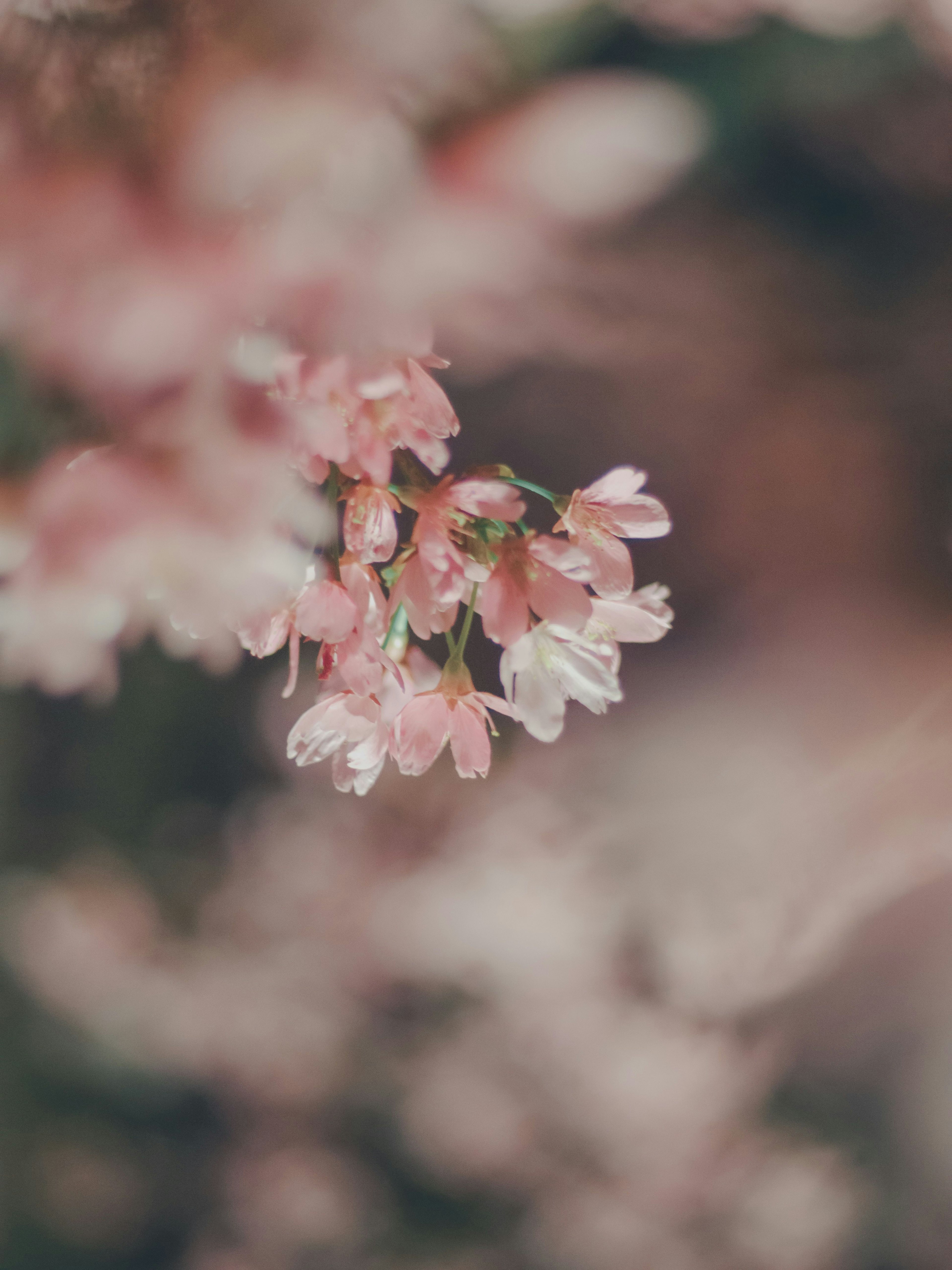 淡いピンクの花が咲いている様子が美しい