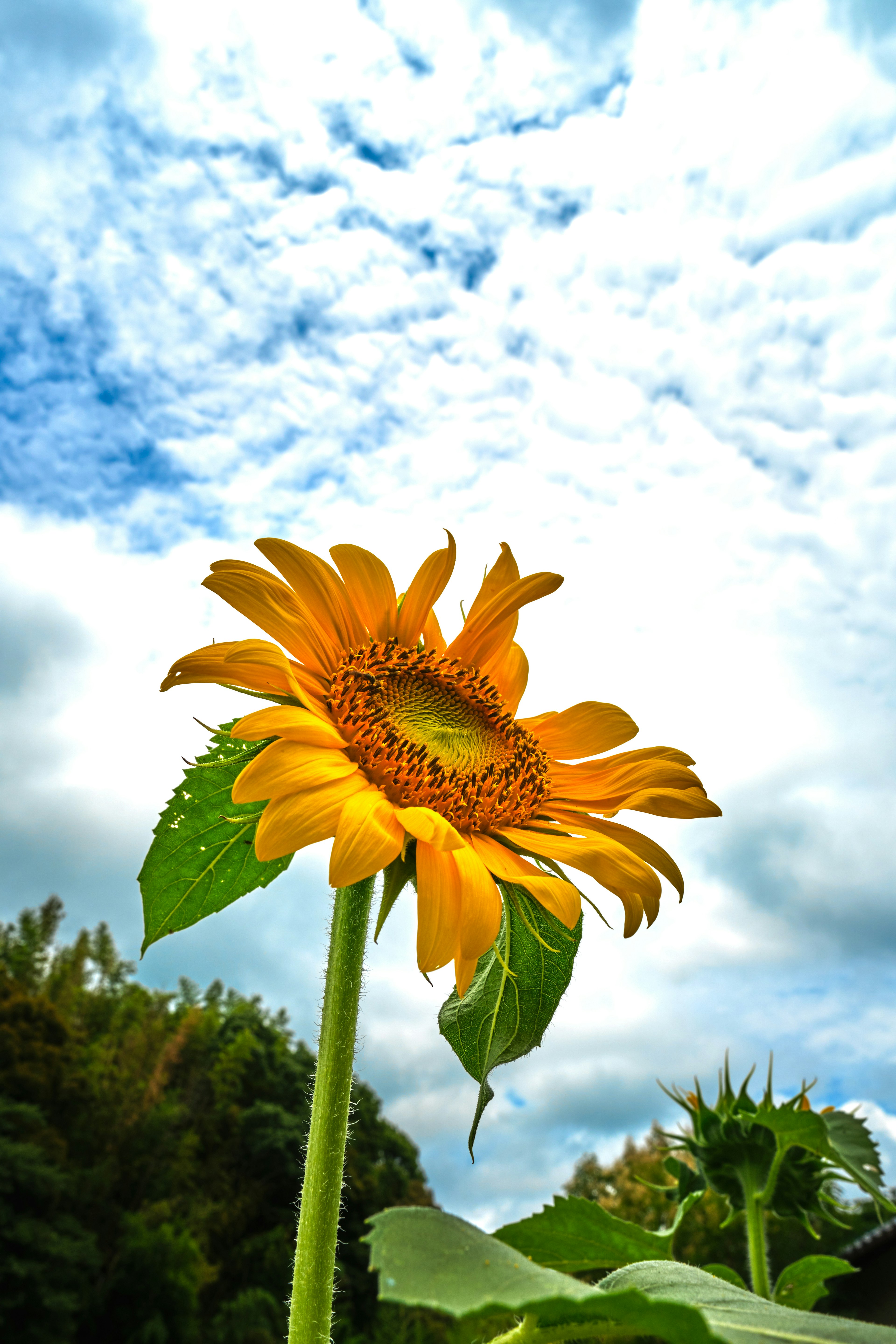 Helle Sonnenblume vor einem bewölkten Himmel