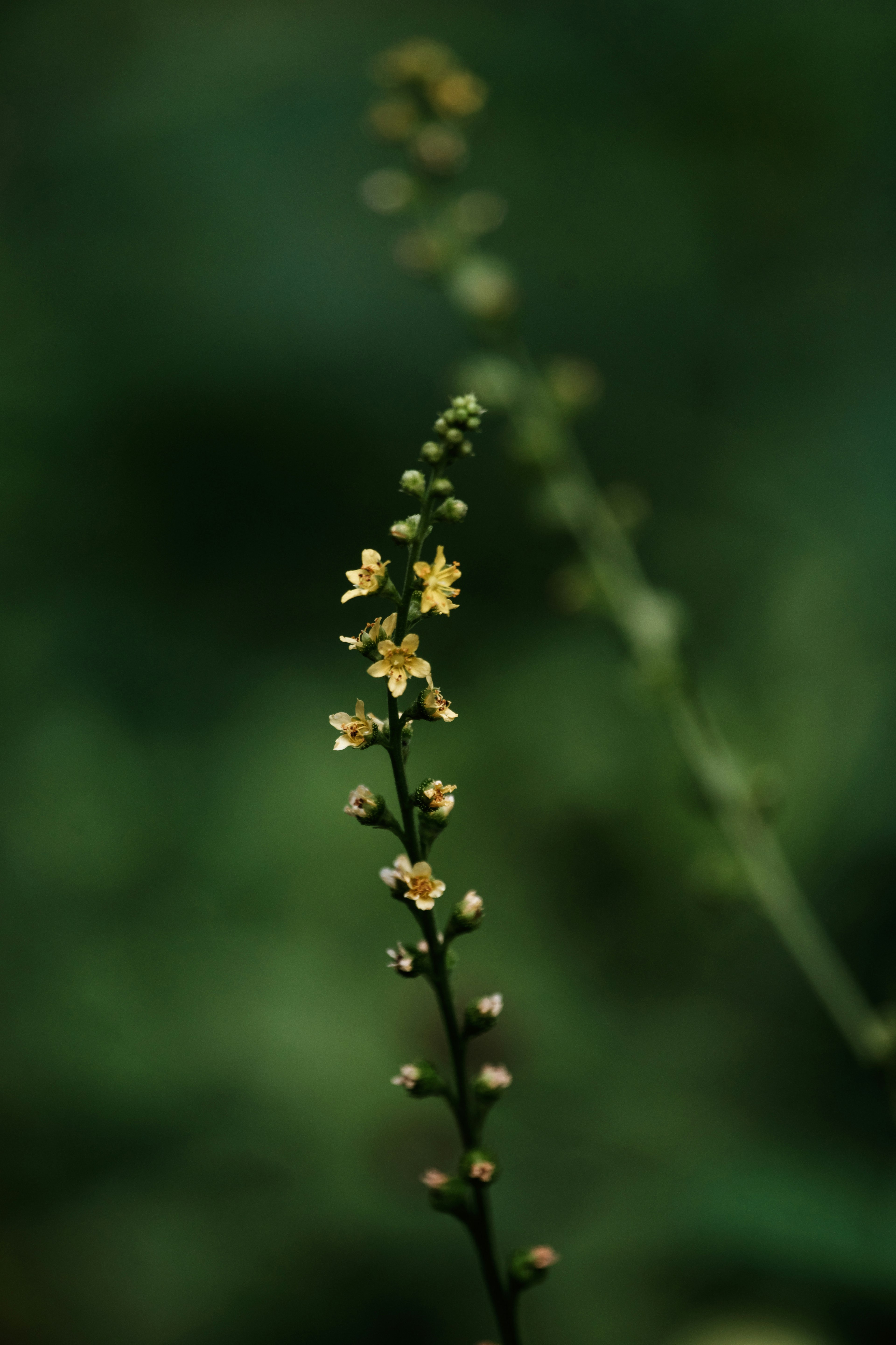 Un fusto di pianta con piccoli fiori gialli su sfondo verde