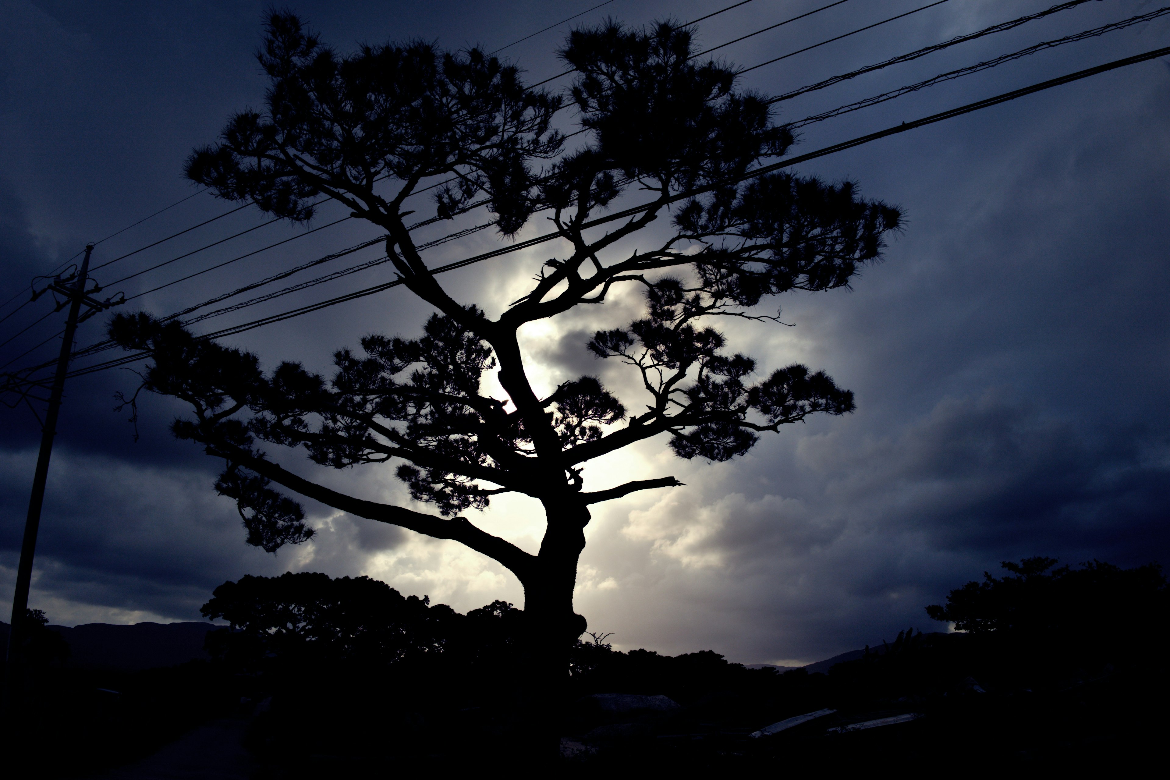 Silhouette d'un arbre contre un ciel sombre avec des lignes électriques