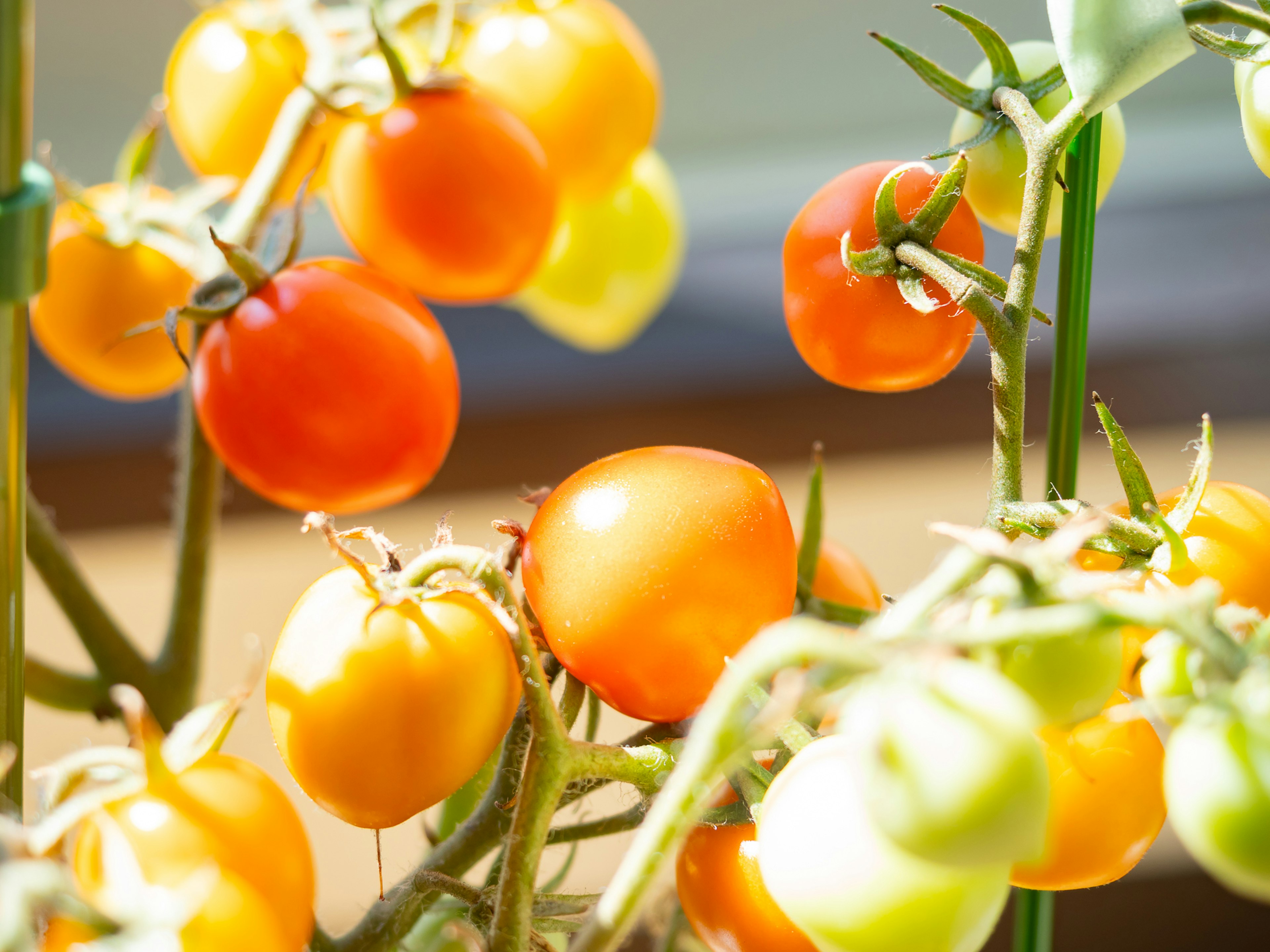 Nahaufnahme von bunten Kirschtomaten am Stock