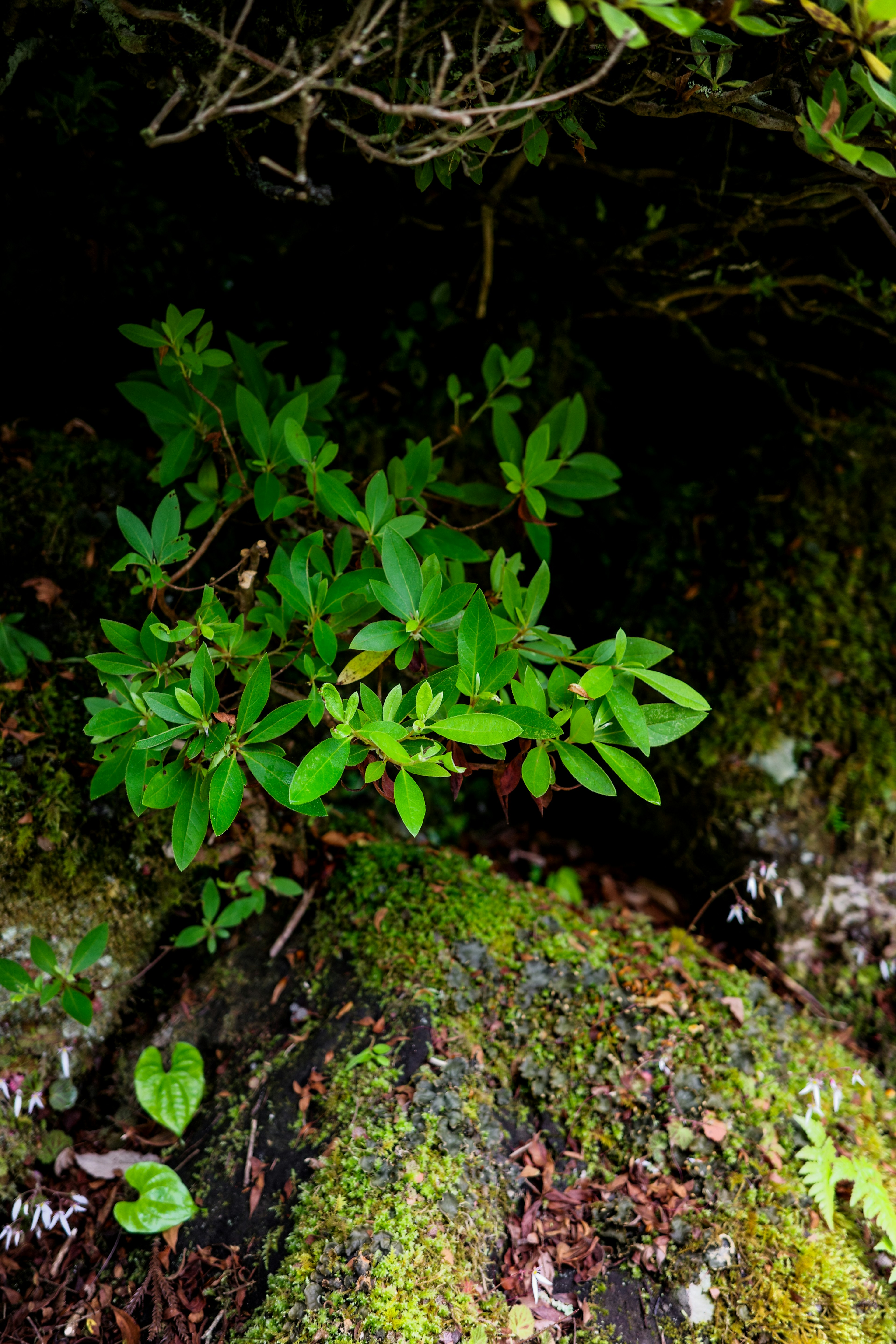 緑色の葉が生い茂る小さな植物が岩の間から顔を出している