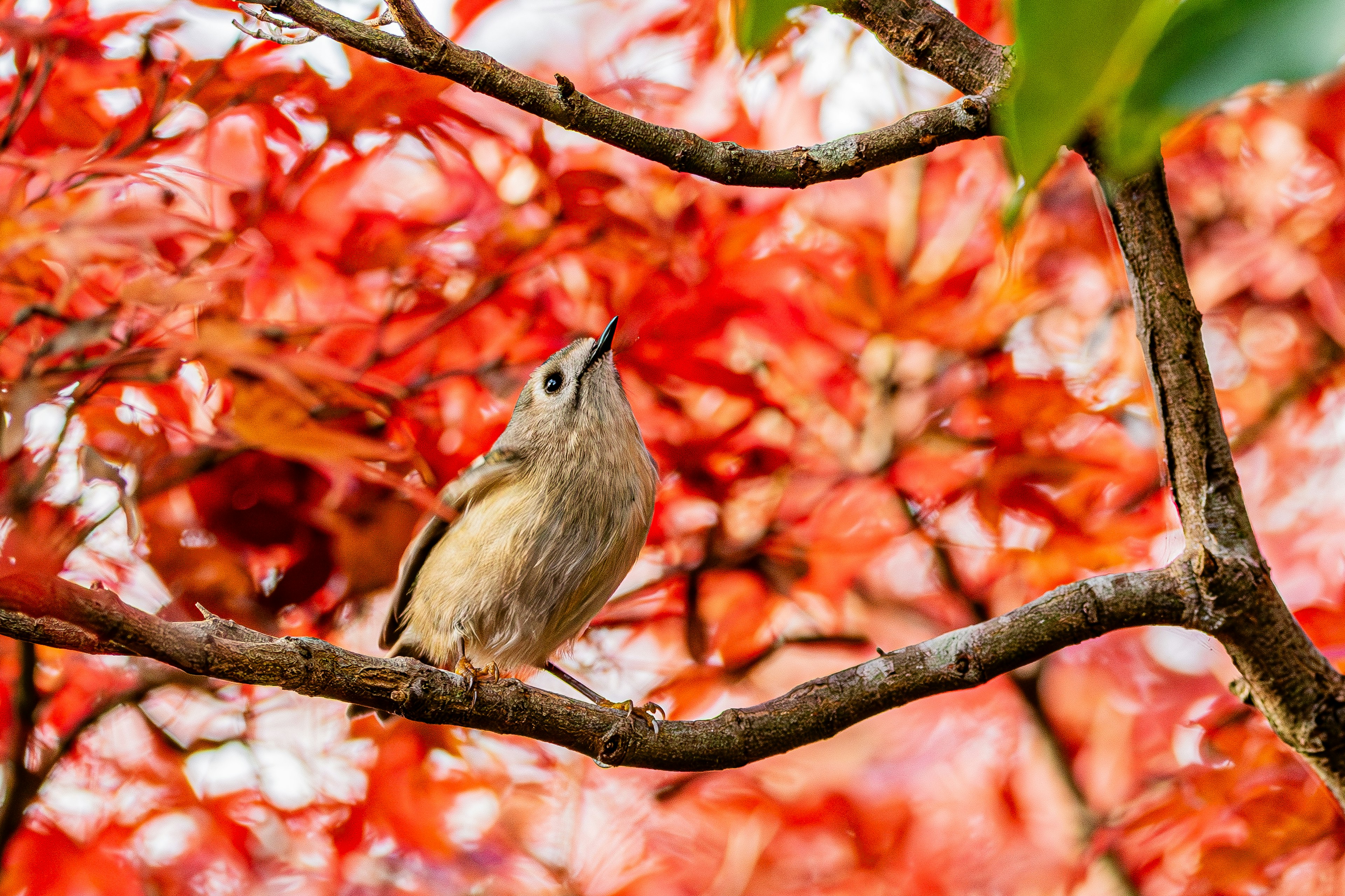 Un petit oiseau perché sur une branche parmi des feuilles rouges vives