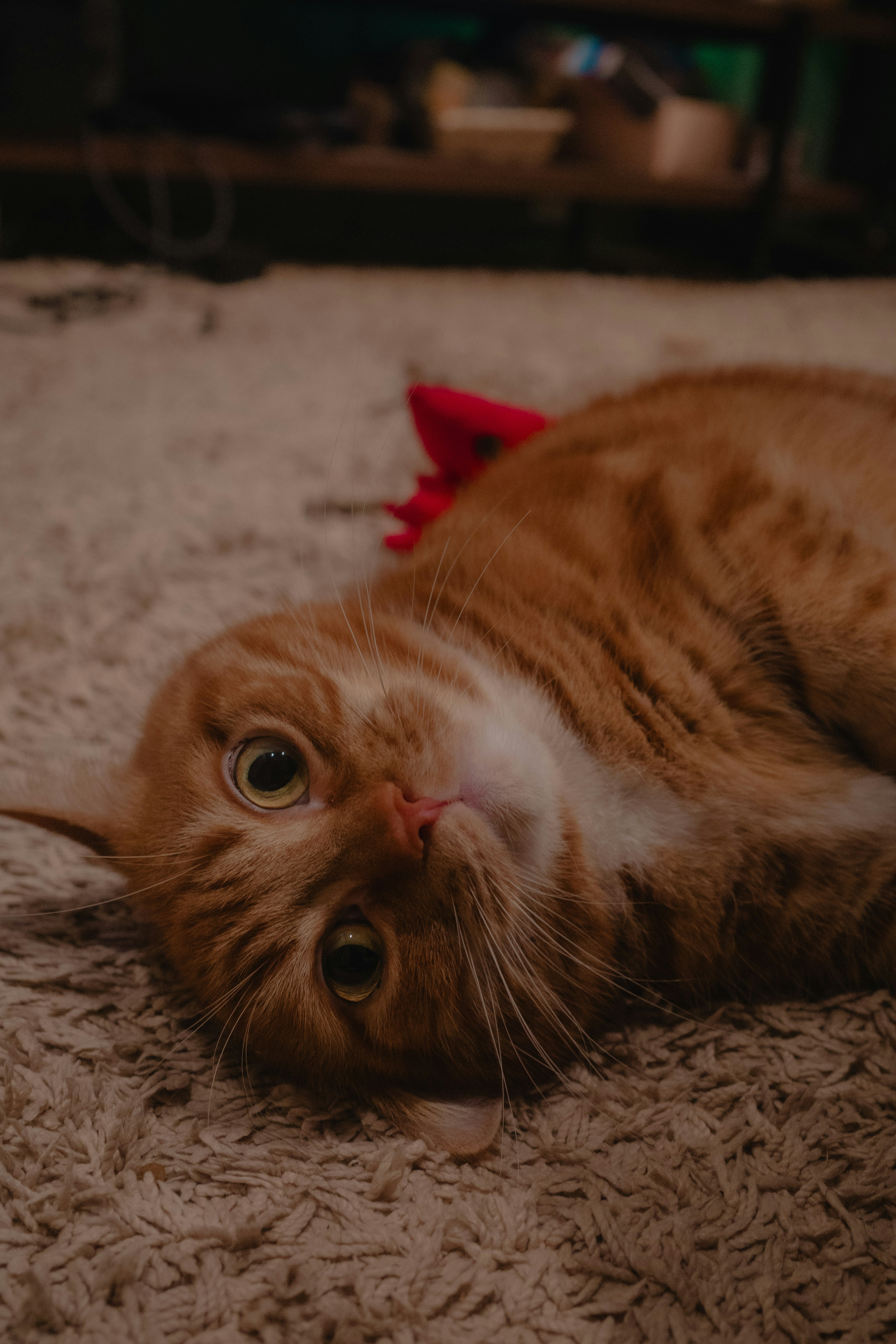 Orange cat lying down with large eyes looking curiously