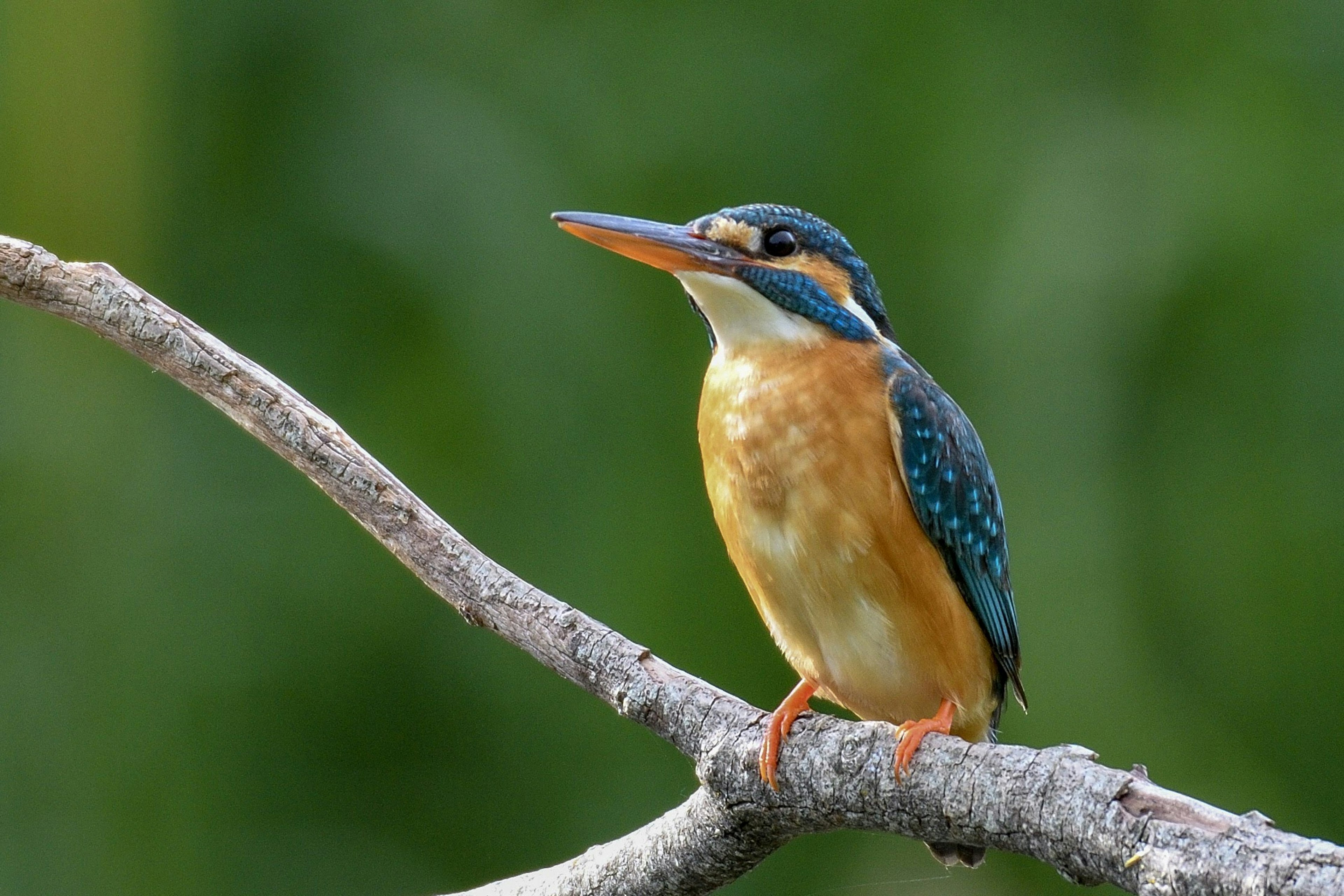 Seekor burung raja udang dengan bulu biru dan perut oranye bertengger di dahan