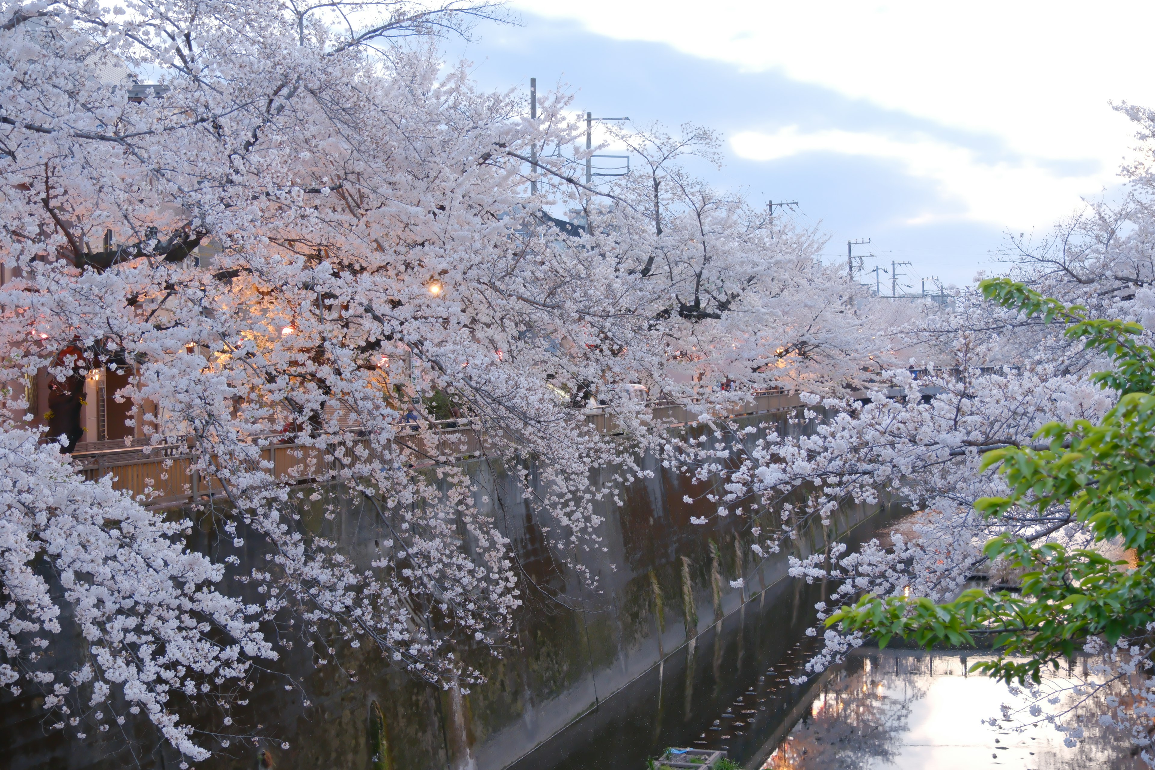 ทิวทัศน์ที่สวยงามมีต้นซากุระบานอยู่ริมแม่น้ำ