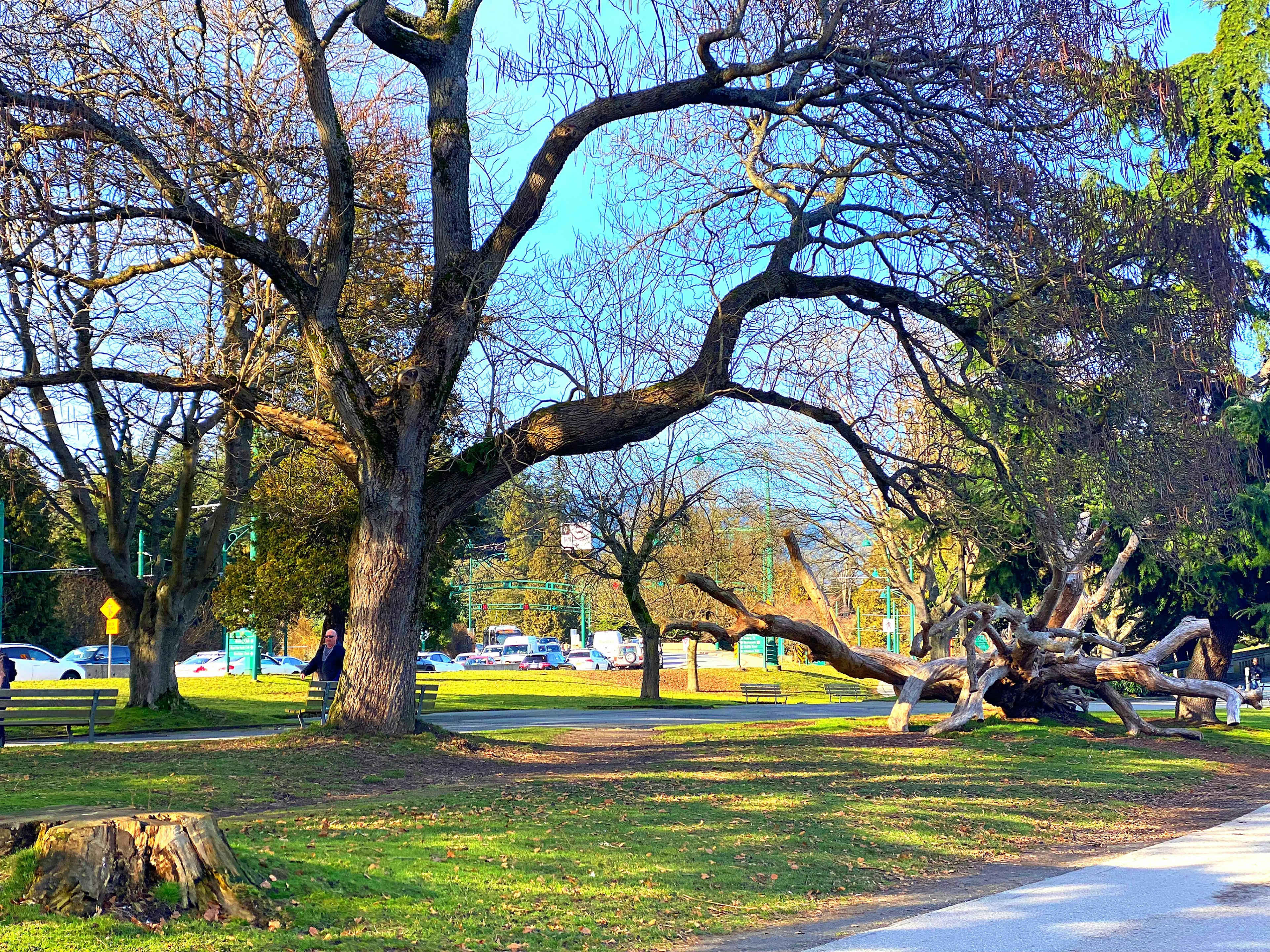 Escena de parque amplia con un gran árbol de ramas extendidas y un tronco caído