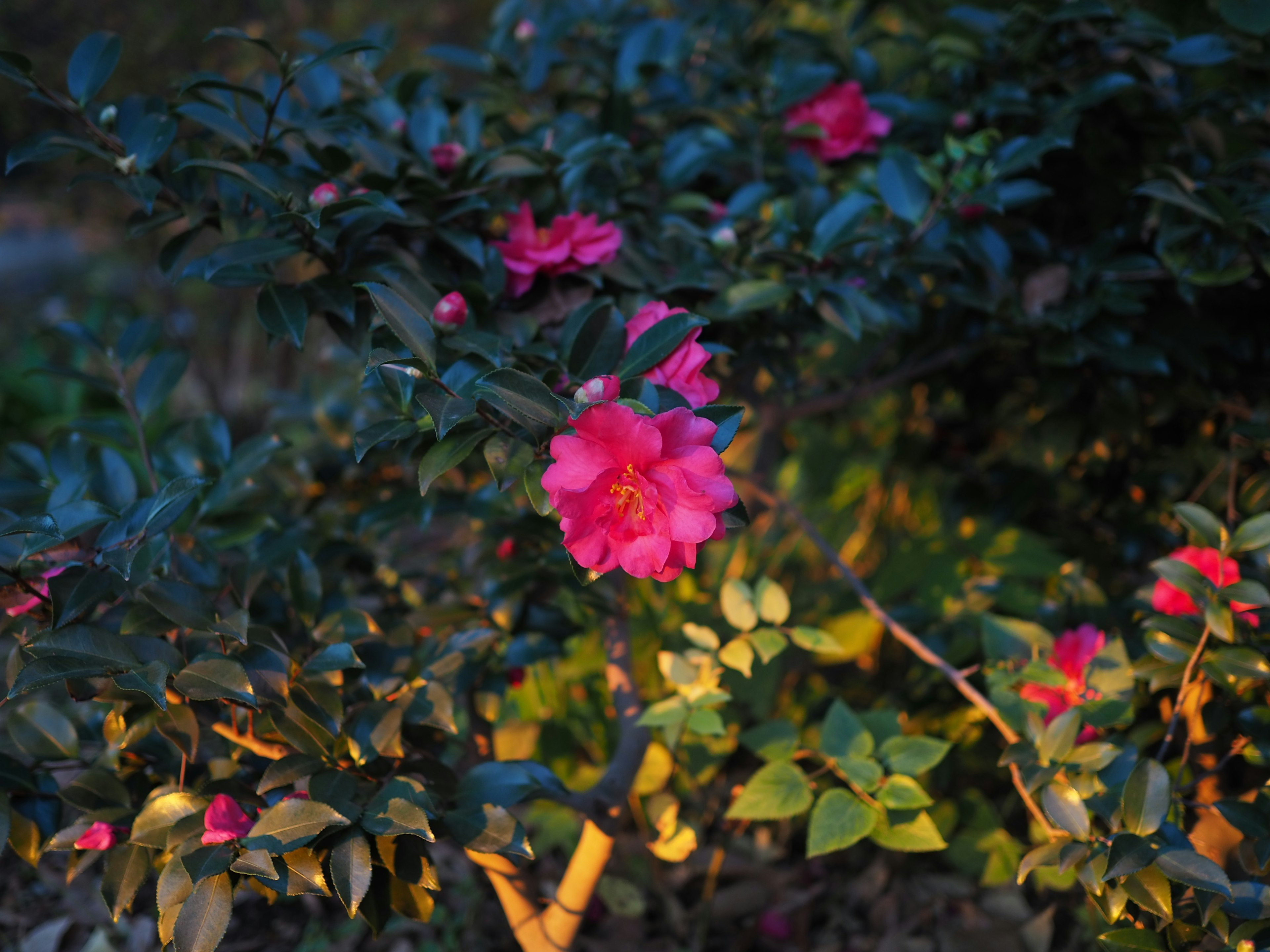 薄暗い中に咲くピンクの花と緑の葉のコントラストが美しい