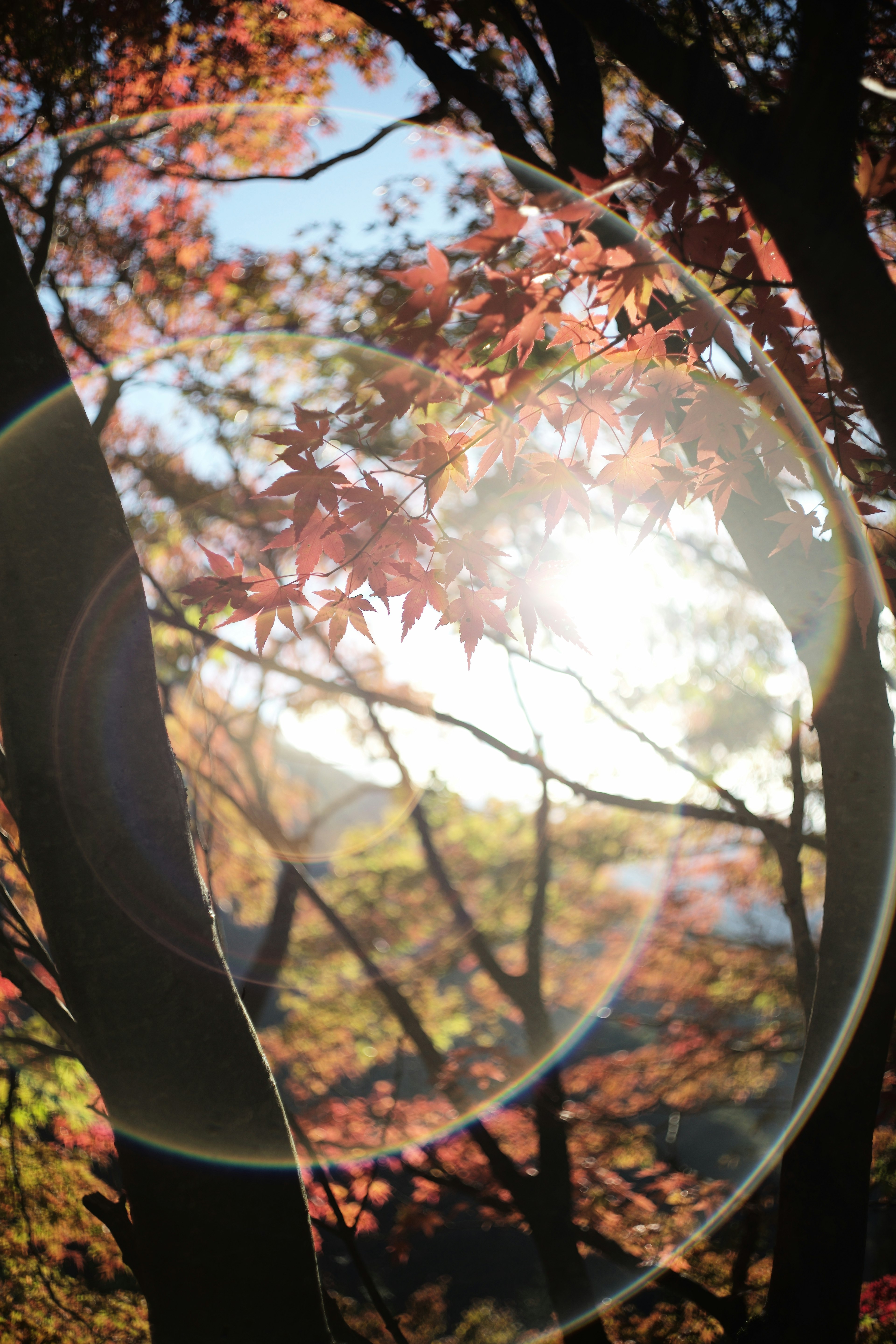 秋の紅葉と太陽の光が輝く森の風景