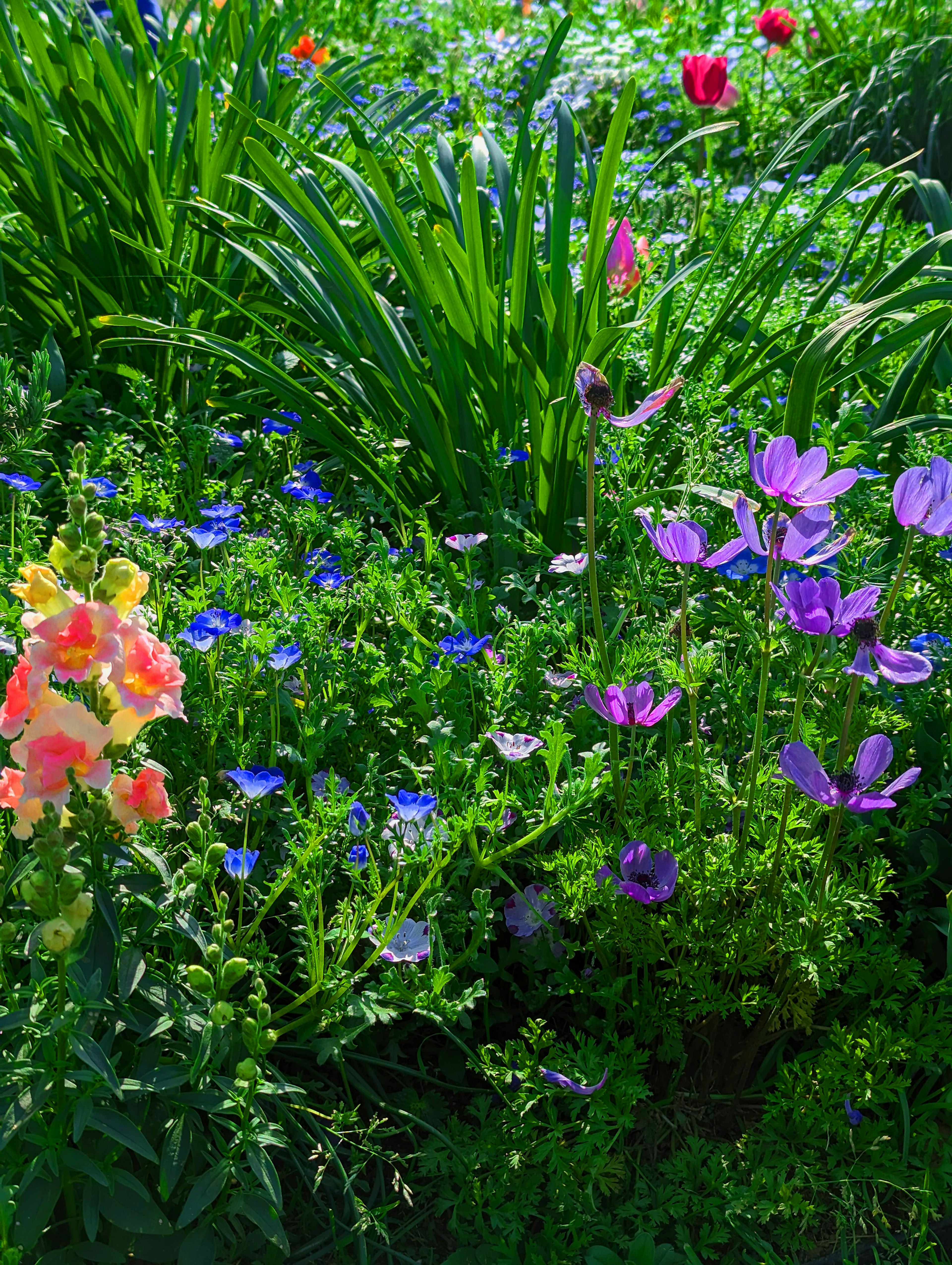 Scena di giardino vibrante con una varietà di fiori colorati